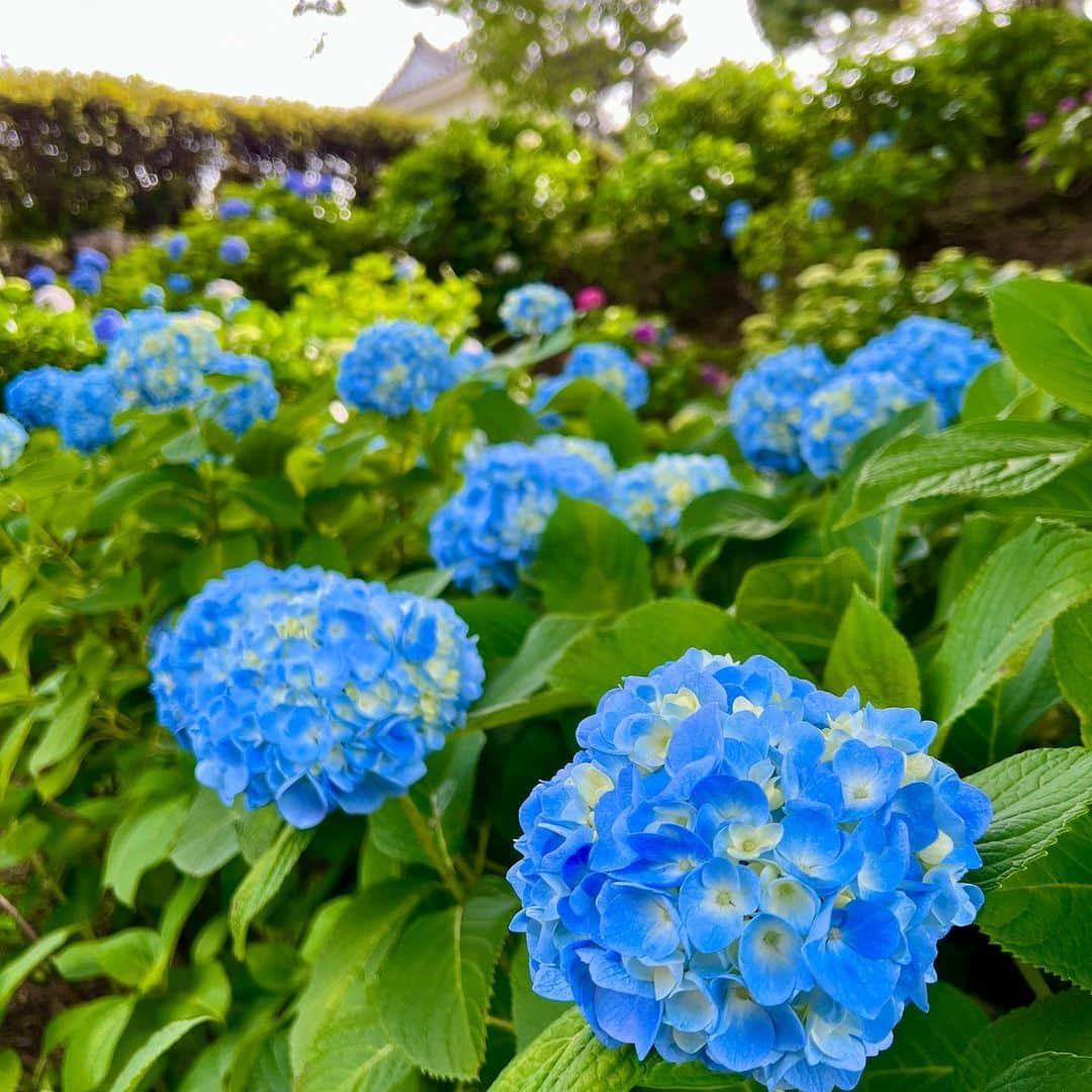 牛窪万里子さんのインスタグラム写真 - (牛窪万里子Instagram)「紫陽花の季節。日曜日は小田原まで足を運んで、小田原城内の紫陽花や菖蒲の花を見てきました。  紫陽花はまだこれからが本番。咲き始めた今のグリーンからブルーや白へ移り変わる色のグラデーションも美しい。  #小田原 #小田原城 #小田原城あじさい花菖蒲まつり #旅 #あじさい #紫陽花 #菖蒲 #美しい風景 #花が好きな人と繋がりたい」5月29日 14時10分 - mariko_ushikubo