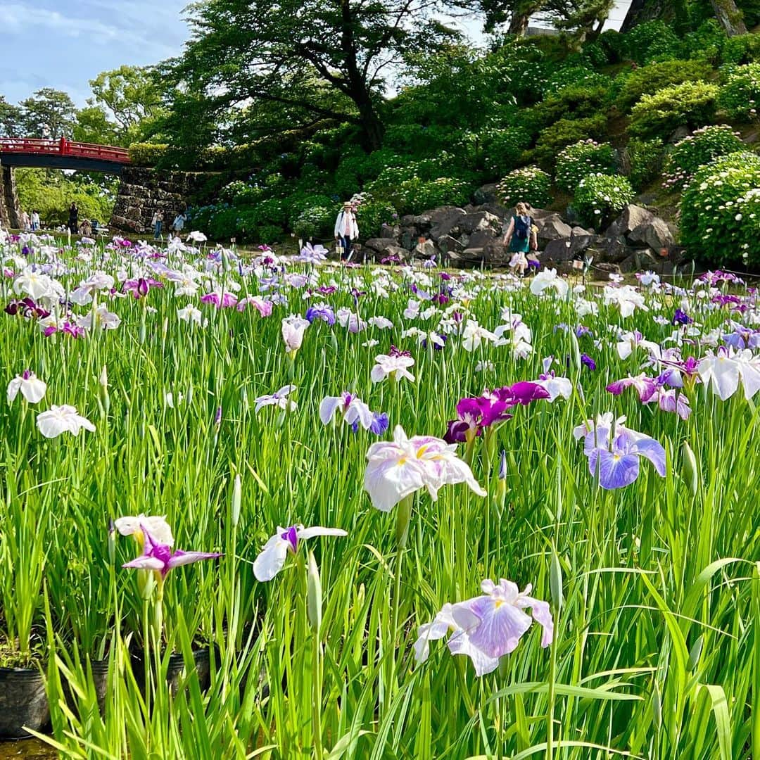 牛窪万里子さんのインスタグラム写真 - (牛窪万里子Instagram)「紫陽花の季節。日曜日は小田原まで足を運んで、小田原城内の紫陽花や菖蒲の花を見てきました。  紫陽花はまだこれからが本番。咲き始めた今のグリーンからブルーや白へ移り変わる色のグラデーションも美しい。  #小田原 #小田原城 #小田原城あじさい花菖蒲まつり #旅 #あじさい #紫陽花 #菖蒲 #美しい風景 #花が好きな人と繋がりたい」5月29日 14時10分 - mariko_ushikubo