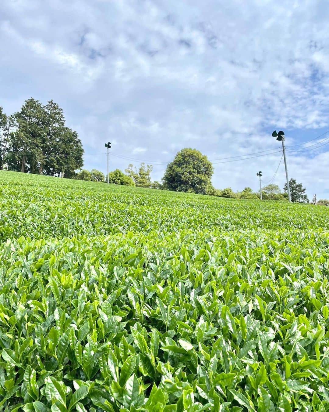 masasucksさんのインスタグラム写真 - (masasucksInstagram)「2023年の新茶が到着しました！ 新茶の販売開始です🙆‍♂️🤣💪🏻 この時期のプレミアムな新茶なのでお早めにゲットしてください〜‼️  リンクはプロフィールよりbaseへ👍🏻  #マサ茶ん #マサ茶ん収穫祭2023 #新茶茶葉 #とても香ばしいほうじ茶もあります #ちゃーすぅー #masasucks」5月29日 15時10分 - sucksmen