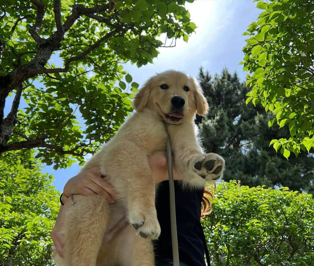 薮下柊さんのインスタグラム写真 - (薮下柊Instagram)「癒されピクニック🌱☀️🐶  太陽を、めいいっぱい浴びて 日焼けした✨😂  家族ぐるみ(ワンズ混み)で仲良くしてくれて いつもありがとう☺️  #ピクニック」5月29日 15時39分 - __yabushita_shu__