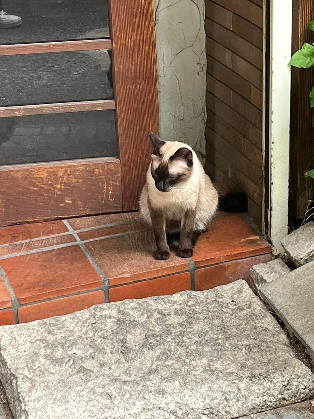 のインスタグラム：「やっと目があった！😺　#水鏡天満宮」