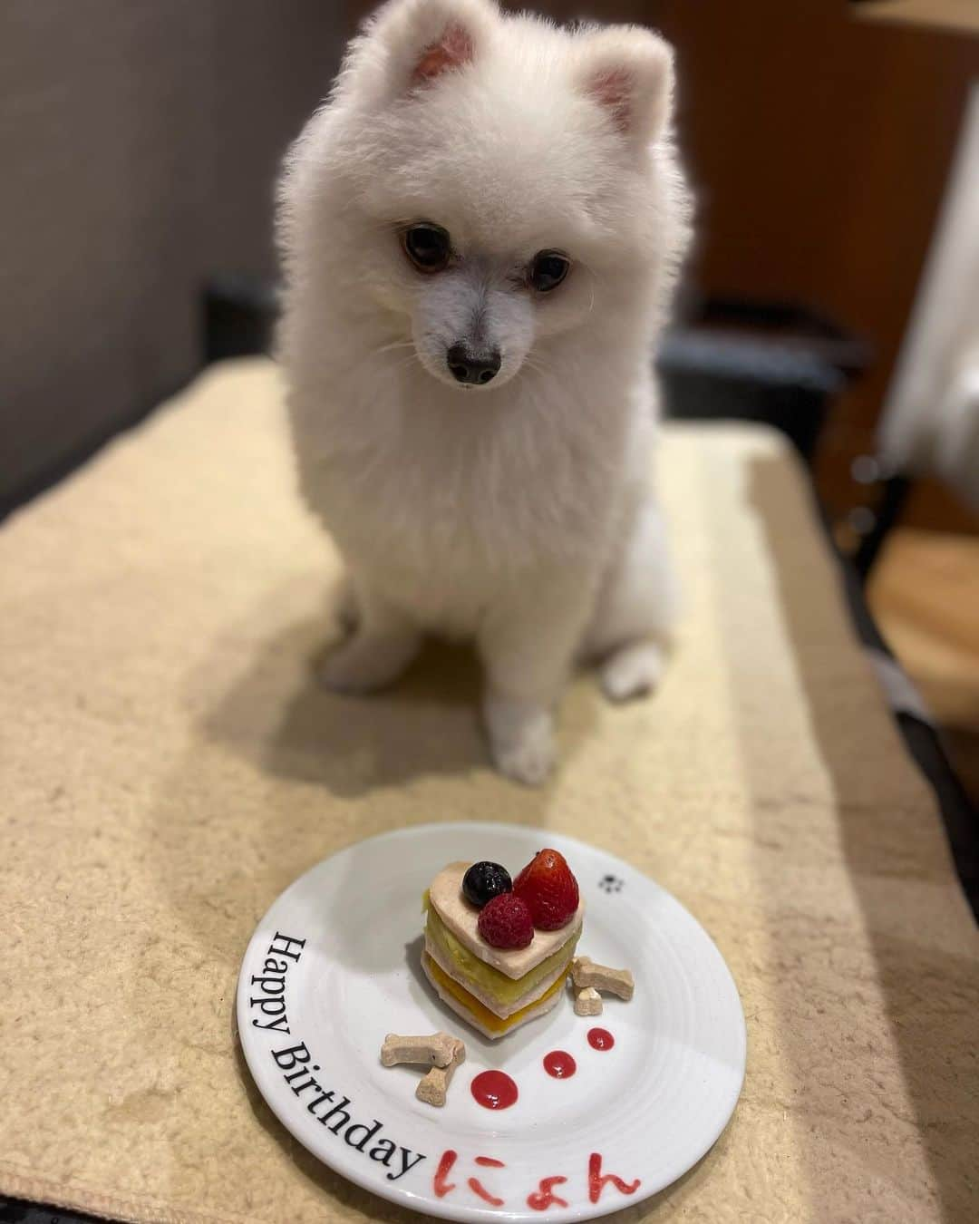 佐藤マクファーレン優樹さんのインスタグラム写真 - (佐藤マクファーレン優樹Instagram)「Happy Birthday にょんちゃん🎂🎉🐶  今日はにょんちゃんの5歳の誕生日😊  もう5歳 時間が経つのが早すぎる😩  お祝いはにょんちゃんの大好きな @aikenvillage でドッグランを楽しんで、バースデーケーキをむしゃむしゃ🥰  毎日沢山の癒しをありがとう パパの元に来てくれて、感謝しかない。  にょんちゃんがいるおかげで毎日が豊かになるし、人として成長させてくれてる。  表情豊で、甘えん坊で、元気いっぱいなにょんちゃん🐶  限りある命だからこそ、パパの元に来てよかったと思ってもらえる様に、これからも毎日を大切にするね  お誕生日おめでとう！🎉 そしていつもありがとう😉  最後の写真は、初めて二人で撮った写真👌💯  **************************************  #愛犬 #ポメラニアン #愛犬家 #ペット #家族 #にょんちゃん #ドッグラン #愛犬との暮らし #犬好きな人と繋がりたい  #白ポメ #犬のいる暮らし #ハーフ #お誕生日#happybirthday #birthday #5歳 #ケーキ #birthdaygirl #ありがとう #娘 #家族 #ベイビー」5月29日 18時00分 - yukisatomacfarlane