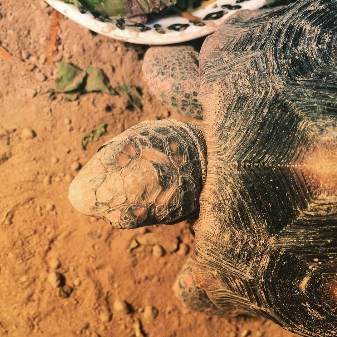 橋本大地のインスタグラム：「今日のかめあたま #今日の亀頭」