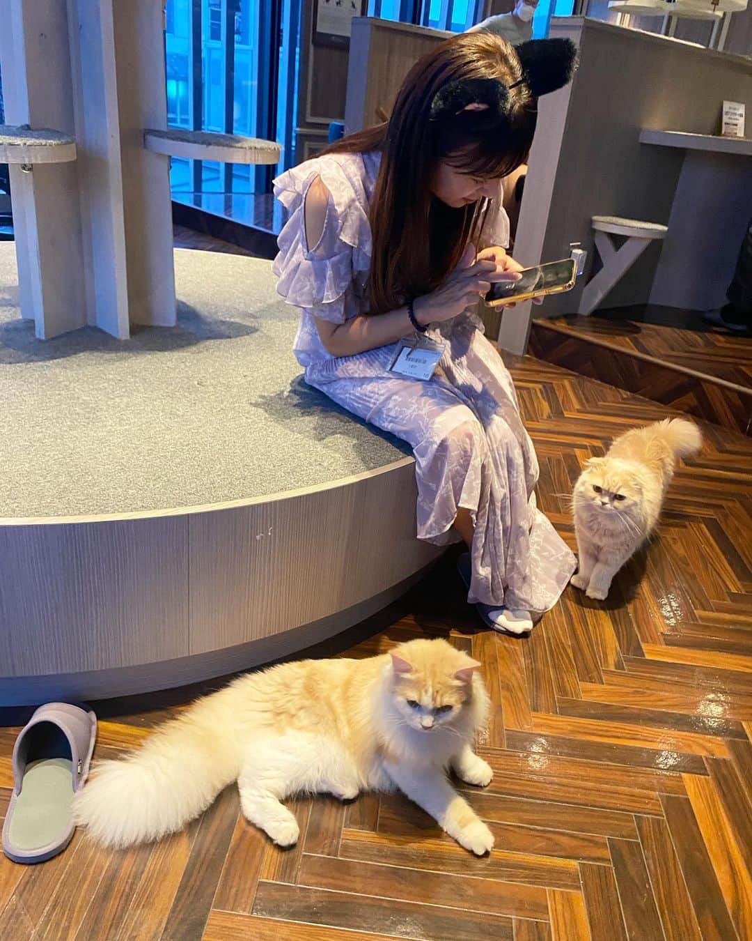高沢奈苗さんのインスタグラム写真 - (高沢奈苗Instagram)「.  猫好きみかちゃんと猫カフェに🐈💛  @mocha.shibuya  渋谷センター街の店舗に行ってきたよ💡  二階建になってて、猫ちゃんもたくさんいた〜🐈  家ではペット飼えないから、こういうカフェがあると嬉しい＆助かる😚癒し空間っ🌸  最初は相手にされなかったけど最後の方は近寄ってきてくれて、可愛過ぎた〜🥹💖🫶  .  .  #猫カフェmocha #猫カフェ #猫カフェ渋谷店 #渋谷センター街猫カフェmocha #ねこすたぐらむ #pr #癒し猫 #猫のいる風景 #渋谷猫カフェ #渋谷カフェ」5月29日 16時10分 - nanaetakasawa