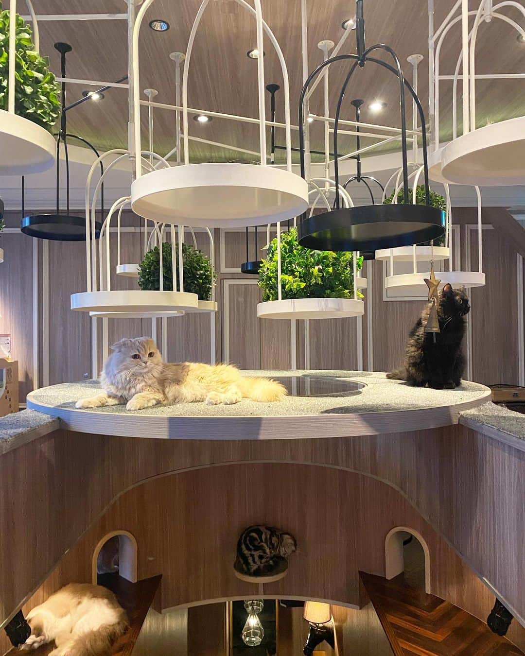 高沢奈苗さんのインスタグラム写真 - (高沢奈苗Instagram)「.  猫好きみかちゃんと猫カフェに🐈💛  @mocha.shibuya  渋谷センター街の店舗に行ってきたよ💡  二階建になってて、猫ちゃんもたくさんいた〜🐈  家ではペット飼えないから、こういうカフェがあると嬉しい＆助かる😚癒し空間っ🌸  最初は相手にされなかったけど最後の方は近寄ってきてくれて、可愛過ぎた〜🥹💖🫶  .  .  #猫カフェmocha #猫カフェ #猫カフェ渋谷店 #渋谷センター街猫カフェmocha #ねこすたぐらむ #pr #癒し猫 #猫のいる風景 #渋谷猫カフェ #渋谷カフェ」5月29日 16時10分 - nanaetakasawa