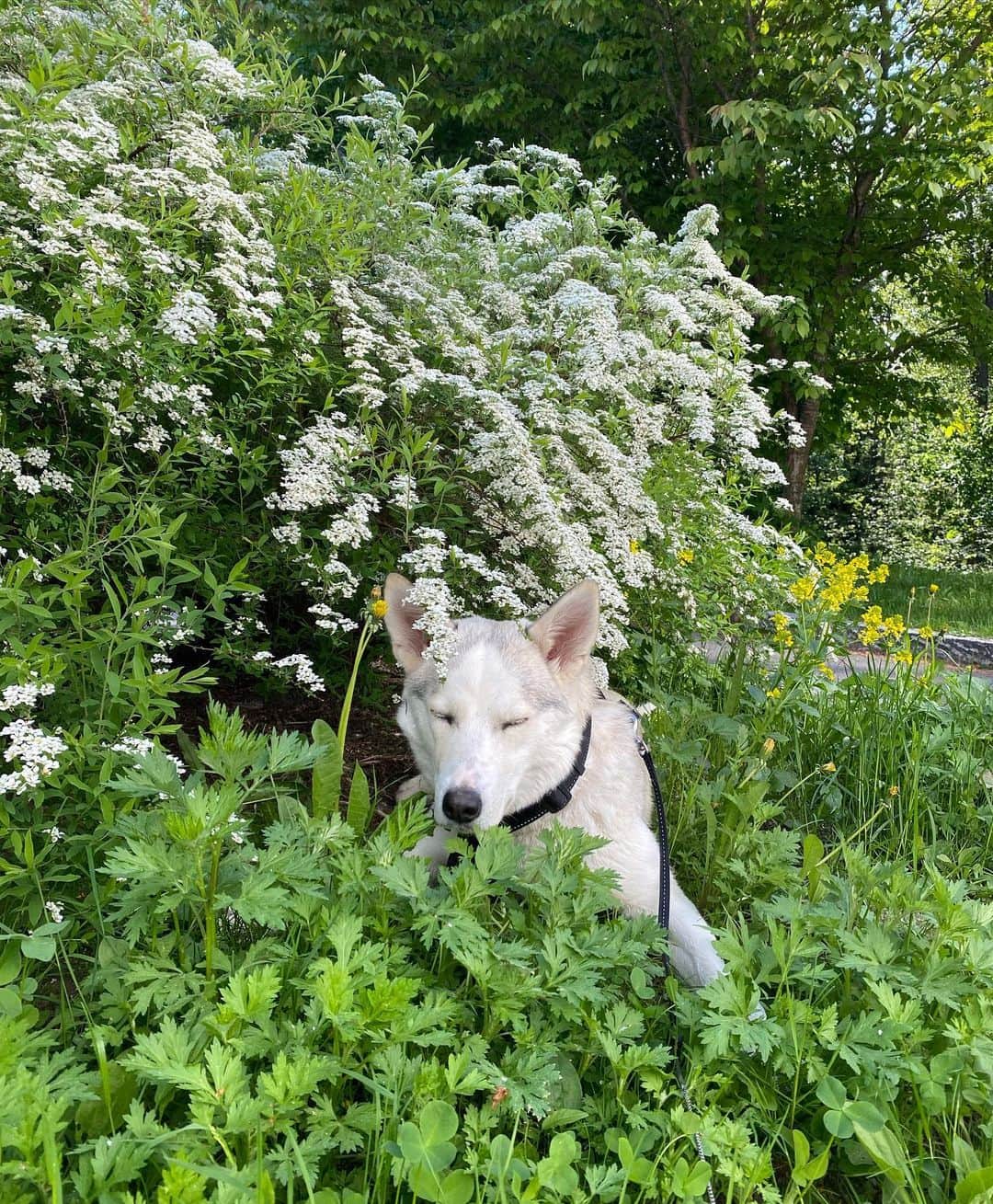 キーラ・コルピのインスタグラム：「Pika wishes everyone a wonderful week ahead! 💚🐾 Remember to enjoy the small moments and smell the flowers around you! 🌼🪻🌺🪷🌷🌸」