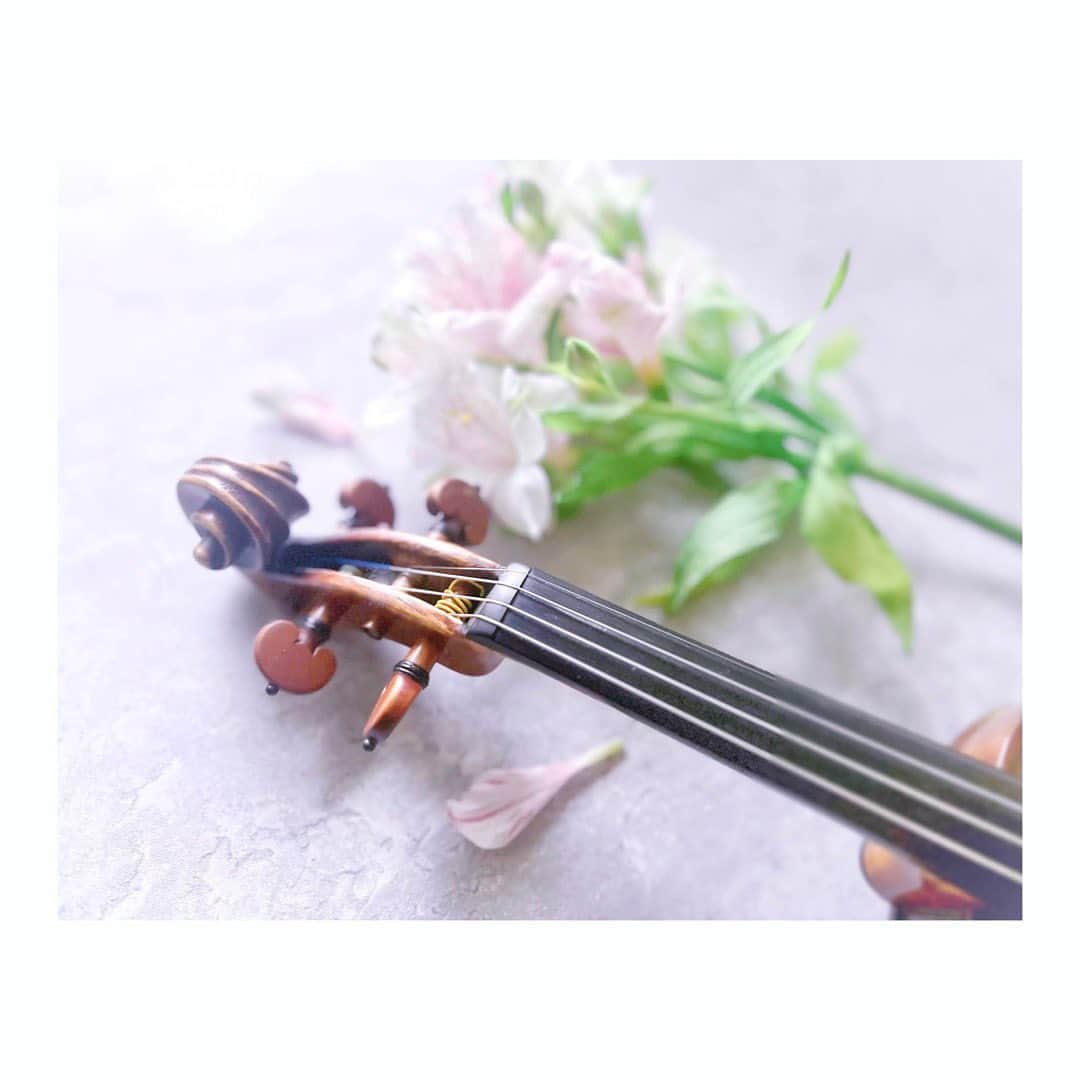 宮本笑里さんのインスタグラム写真 - (宮本笑里Instagram)「運動会の振替日という事で、練習中も 隣でマイクラに集中している娘。  私はルールも解らずウーパールーパーとキツネの キャラクターしか解らない🫠  #violin」5月29日 16時34分 - emirimiyamoto