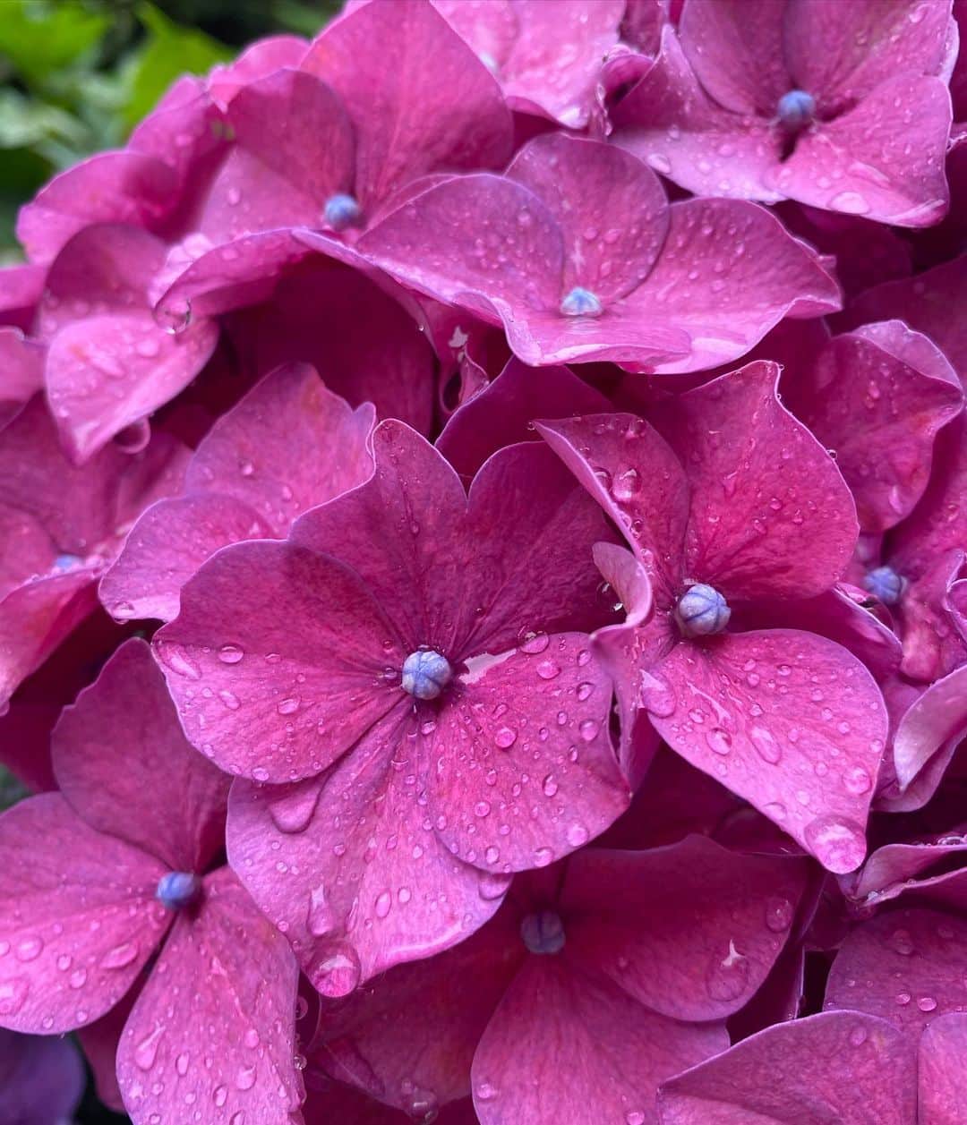 寺川奈津美さんのインスタグラム写真 - (寺川奈津美Instagram)「気づけばアジサイが至る所に！ #雨を喜んでいるように見える #私たちも雨と上手につきあいたい」5月29日 17時17分 - natumikannnn