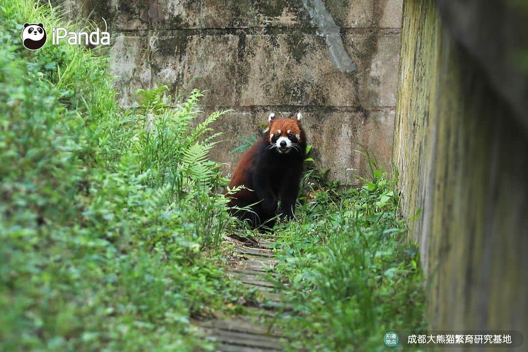 iPandaさんのインスタグラム写真 - (iPandaInstagram)「What makes me so famous? Is it the cuteness? If not, then why are people taking pictures of me no matter where I hide? 📸 🐼 🐼 🐼 #Panda #iPanda #Cute #PandaPic #ChengduPandaBase #WildlifeParadise  For more panda information, please check out: http://en.ipanda.com」5月29日 17時30分 - ipandachannel