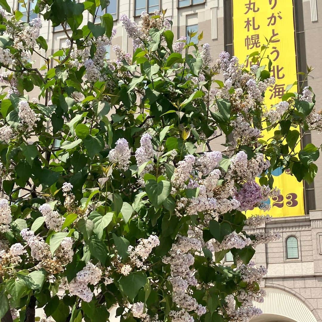 daimarusapporoさんのインスタグラム写真 - (daimarusapporoInstagram)「楽しい夏は目前🌞 5月もあっという間にあと3日😳 気温がだんだん高くなり、汗ばむ日も増え、夏の訪れを感じられるようになりました。  この季節、札幌では「ライラック」が見ごろ🥰 大丸札幌店前の広場も、色とりどりのライラックがとてもきれいでした。  さて、3日後には6月がスタート🌻 夏本番に向けて、あれこれプランを考えるのが楽しい1か月になるのではないでしょうか。  この夏に着たい服や食べたいもの、心地よく過ごすための生活雑貨やスキンケアなどなど……  北海道の夏をもっと楽しめそうなアイテムや季節ならではのイベントを、来月もたくさんインスタから発信する予定です😉  お気に入りのアイテムや季節ならではのイベントで、ワクワクがいっぱいの夏を過ごしましょう😎  どうぞお楽しみに！  #大丸札幌 #ライラック #札幌駅」5月29日 18時14分 - daimarusapporo