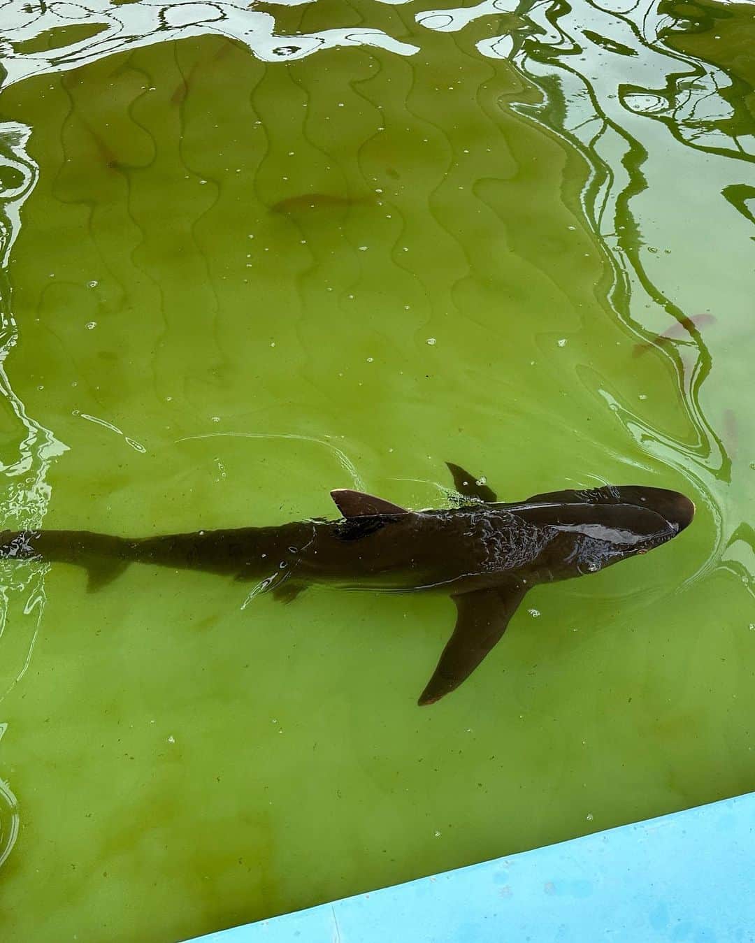志麻さんのインスタグラム写真 - (志麻Instagram)「廃校が水族館になった高知県の名スポット、むろと廃校水族館に行って来た。  プールにサメがいたり、AEDの中に魚がいたり、流し場にエビおったり。  学校でよくみる備品が全部水槽になっててすごかった！   #むろと廃校水族館 #室戸 #高知」5月29日 18時27分 - shima__s2