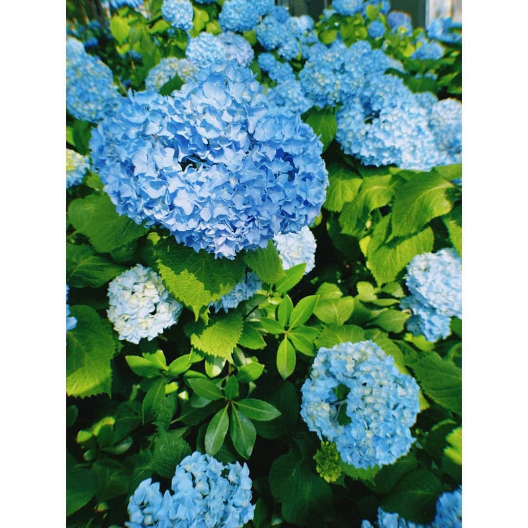 のインスタグラム：「京都だより👘 ⁡ 梅雨入り😳 つい先日、紫陽花が立派に咲いてるのを見てもうすぐ6月だな〜とは思っていたのですが 今朝ニュースで梅雨入りと聞こえてきてびっくり！ ⁡ 京都も、本格的に雨模様です☔️ ⁡ どよーんとしがちな時期だけど 雨音とか、緑の上の雫とか、意識を向けてみると思ったより心落ち着いたり癒されたりするから そんな時間も忘れずにいたいものですね☺️ ⁡ 雲霧仁左衛門の撮影もあと少し。 自分に対しても周りに対しても、感覚を研ぎ澄ませて大事に過ごしたいなと思います。 ⁡ 皆さんもご自愛ください🍀」