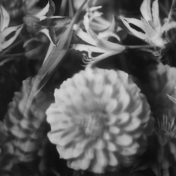 planticaさんのインスタグラム写真 - (planticaInstagram)「* Neo Series | 2023 New --- Floral Pattern Collection by plantica プランティカ花柄図案集  #plantica #プランティカ #花柄 #floraltextiles #floralpattern ---」5月29日 18時32分 - plantica_jp