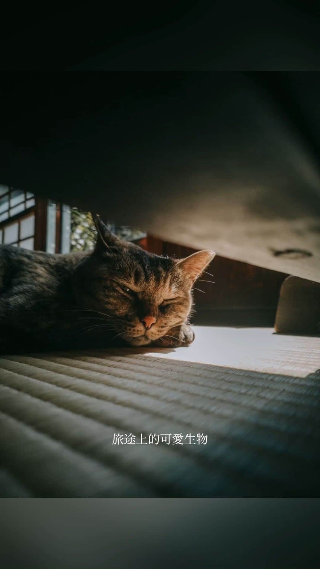OPPOのインスタグラム：「貓貓這樣拍就對了！ #OPPOFindN2Flip 的多角度懸停拍攝 讓你輕鬆捕捉貓貓的各種可愛姿態🐈 ​ 學習攝影師 城市漫遊者 Cityflaneurs的📸技巧 把俏皮和慵懶都定格在無盡的時間裡」