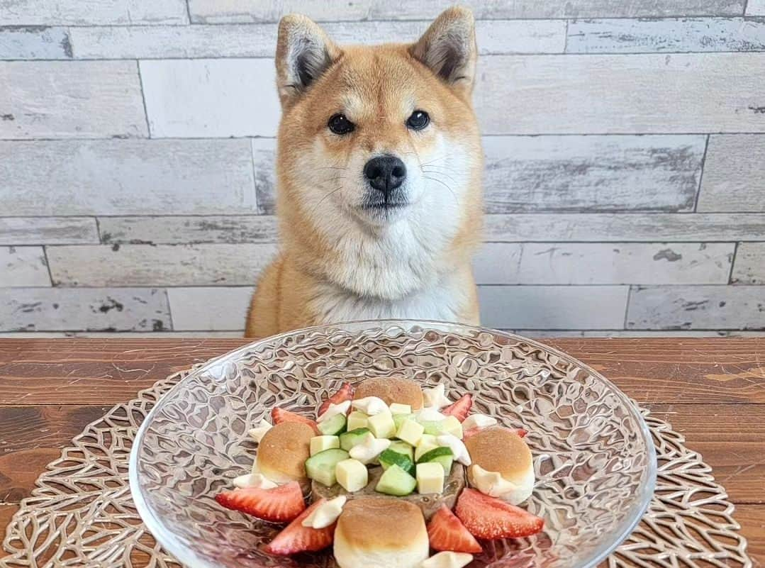 柴犬たま Shibainu Tamaのインスタグラム：「⠀ ⠀ 2023年4月7日は⠀ たまの10歳の誕生日でした🎂✨⠀ ⠀ ⠀ たまもいよいよ大台の10歳‼️⠀ ⠀ 幸い今のところ大きな病気もなく食欲も旺盛で元気にやっておりますが、これからは今まで以上に健康管理に気をつけて過ごさないとな✊💦⠀ ⠀ とにかくこれからも元気で長生きしてな🥺⠀ 誕生日おめでとう👏👏👏⠀ ⠀ ⠀ Caption trans🇬🇧⠀ 7 April 2023 was Tama's 10th birthday🎂✨⠀ Tama has finally turned 10 years old.⠀ Up to now she has been healthy with no illnesses and a good appetite, but from now on we have to be more careful with her health care than ever before✊💦⠀ Anyway, please continue to live a long and healthy life🥺  Happy Birthday👏👏👏⠀ ⠀ #柴犬たま #たママ #たまーば #柴犬動画 #10歳の誕生日 #10歳 #柴犬10歳 #誕生日おめでとう #誕生日 #birthday #happybirthday #笑顔 #ふわもこ #舌ぺろ #爆食 #食いしん坊たま #食欲旺盛⠀ #柴犬 #shiba #shibainu #shibastagram #犬 #dog」