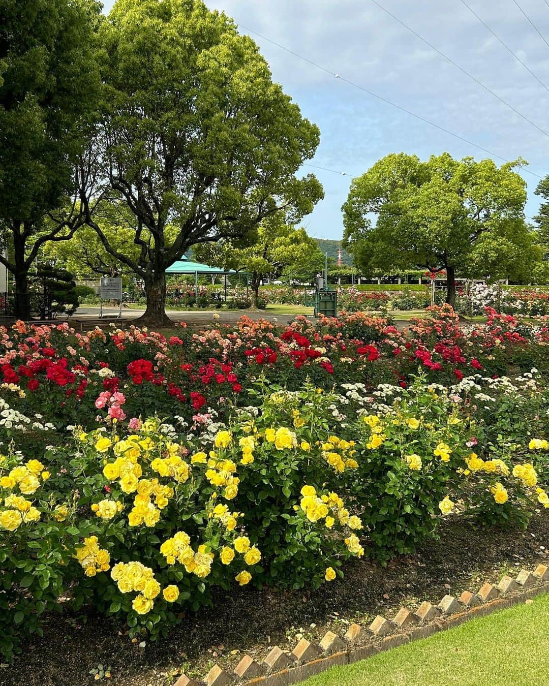 三宅裕貴さんのインスタグラム写真 - (三宅裕貴Instagram)「先日5月27日(土)に岡山県岡山市北区にあるRSKバラ園のバラの観賞に伺いました。  今月5月5日(5月17日投稿)の咲き終わりのツツジの観賞で、バラが咲き始めていましたが、27日のバラは、満開中(満開の終わりかけかも)でした。 その満開中のバラを載せました(僕も載せた写真が1枚目にありますが、満開ですって自撮りしました。太陽光線が眩しい)。  写真2枚目と写真5枚目がお気に入りです。  #5月27日 #rskバラ園 #バラ園 #rosegarden #장미정원 #バラ #rose #장미 #観賞 #admiration #관상 #満開中 #満開 #岡山観光 #岡山 #okayama #오카야 #おかやま」5月29日 19時13分 - yuhkimiyakeevo