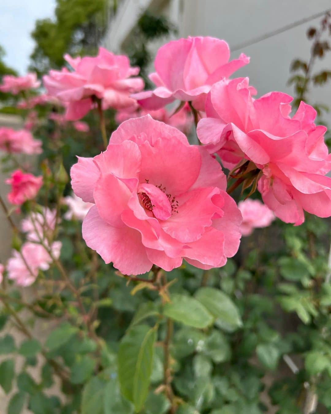 三宅裕貴さんのインスタグラム写真 - (三宅裕貴Instagram)「先日5月27日(土)に岡山県岡山市北区にあるRSKバラ園のバラの観賞に伺いました。  今月5月5日(5月17日投稿)の咲き終わりのツツジの観賞で、バラが咲き始めていましたが、27日のバラは、満開中(満開の終わりかけかも)でした。 その満開中のバラを載せました(僕も載せた写真が1枚目にありますが、満開ですって自撮りしました。太陽光線が眩しい)。  写真2枚目と写真5枚目がお気に入りです。  #5月27日 #rskバラ園 #バラ園 #rosegarden #장미정원 #バラ #rose #장미 #観賞 #admiration #관상 #満開中 #満開 #岡山観光 #岡山 #okayama #오카야 #おかやま」5月29日 19時13分 - yuhkimiyakeevo