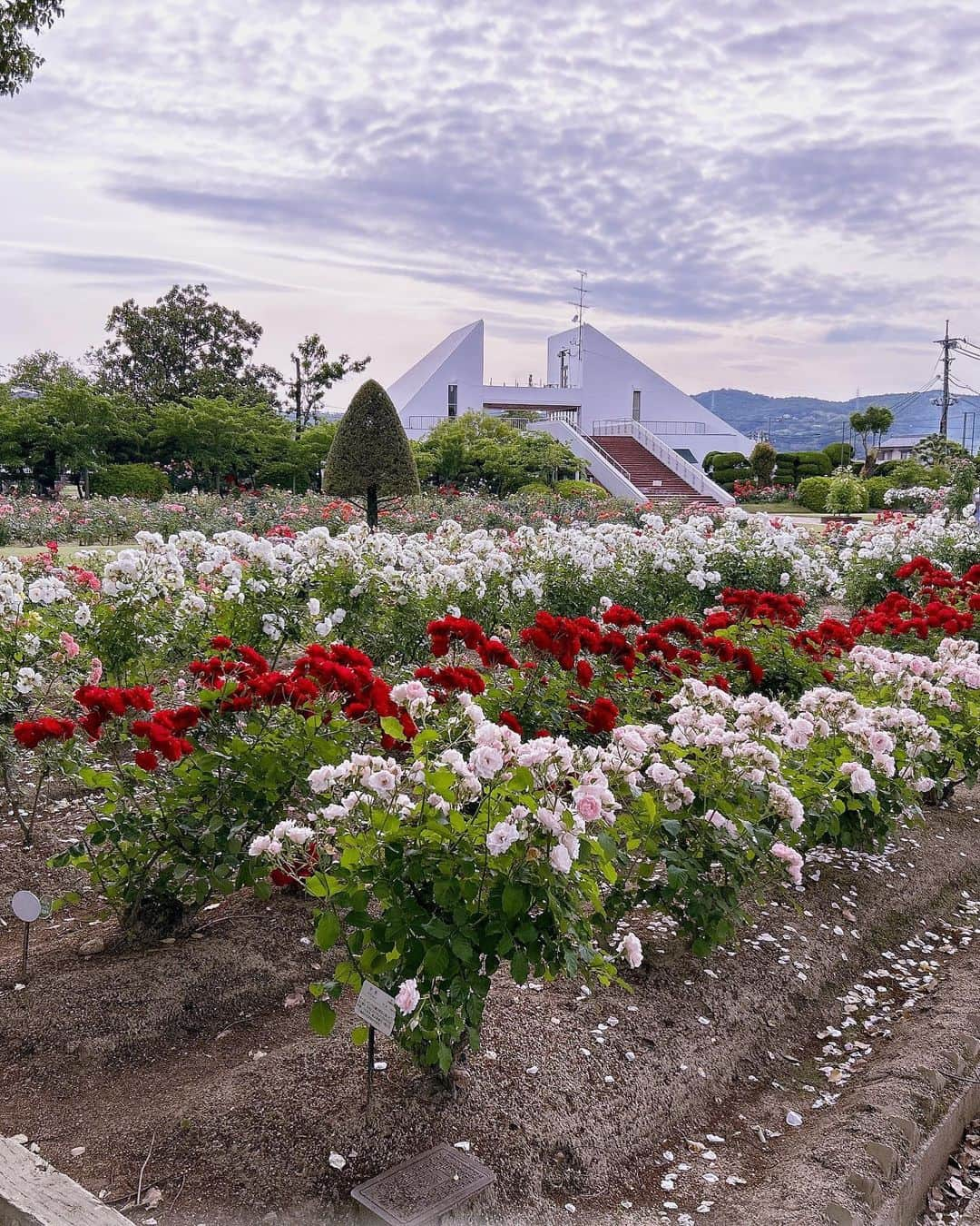 三宅裕貴さんのインスタグラム写真 - (三宅裕貴Instagram)「先日5月27日(土)に岡山県岡山市北区にあるRSKバラ園のバラの観賞に伺いました。  今月5月5日(5月17日投稿)の咲き終わりのツツジの観賞で、バラが咲き始めていましたが、27日のバラは、満開中(満開の終わりかけかも)でした。 その満開中のバラを載せました(僕も載せた写真が1枚目にありますが、満開ですって自撮りしました。太陽光線が眩しい)。  写真2枚目と写真5枚目がお気に入りです。  #5月27日 #rskバラ園 #バラ園 #rosegarden #장미정원 #バラ #rose #장미 #観賞 #admiration #관상 #満開中 #満開 #岡山観光 #岡山 #okayama #오카야 #おかやま」5月29日 19時13分 - yuhkimiyakeevo