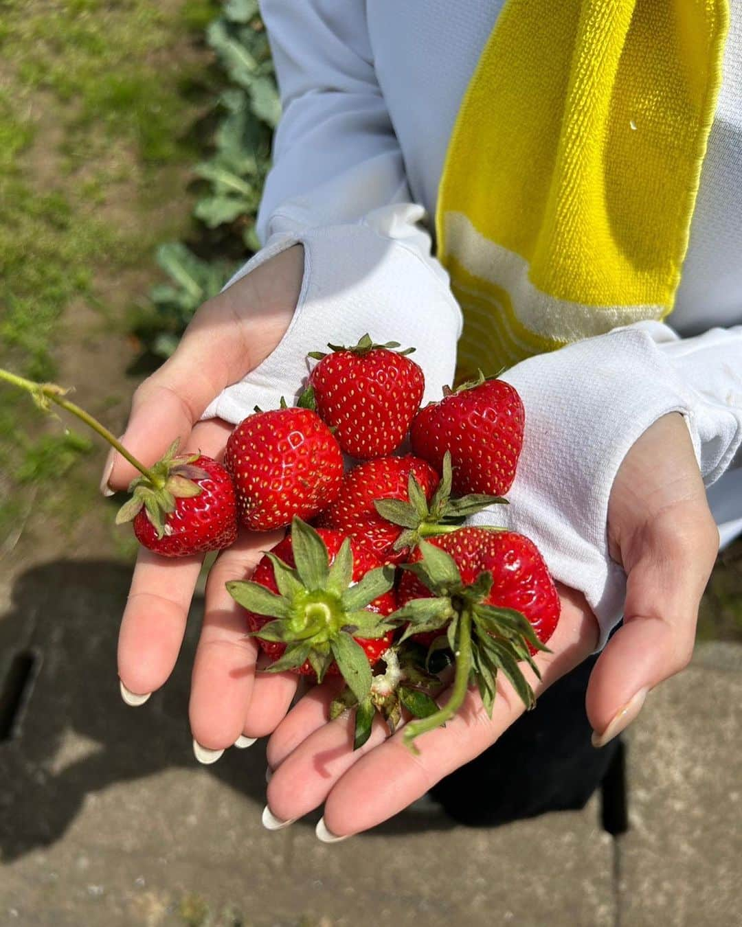 佐野千晃さんのインスタグラム写真 - (佐野千晃Instagram)「おじちゃんおばちゃんのお野菜いっぱい採ってきた！！  良い天気すぎて暑かったけど野菜たちは待ってくれない←  じゃがいも掘ってカブを引っこ抜いて豆類プチプチ取って🧅  たくさん土に触れてリフレッシュ！！  美味しいご飯たくさん作ろう🤤💓  #yummy #Delicious #good #love #handmade #made #in #moana #instagram #instagohan #instafood #農家スタイル #日差しがすごい #土 #楽しい #軍手してれば #虫 #触れる」5月29日 19時24分 - sanochiaki810