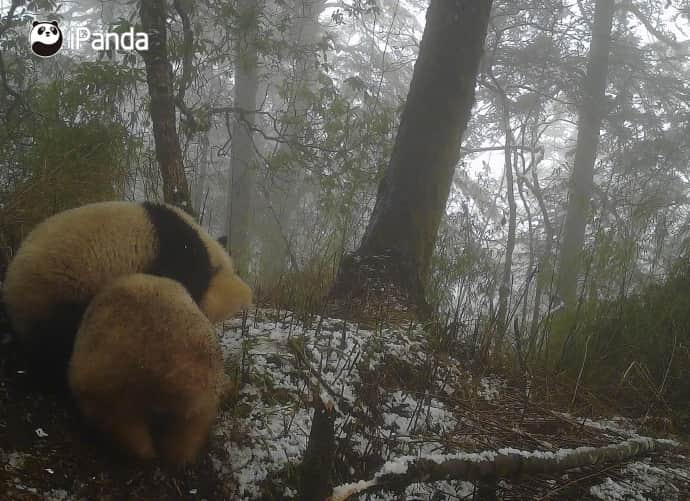 iPandaさんのインスタグラム写真 - (iPandaInstagram)「The Wolong National Nature Reserve has released rare images of an all-white, albino giant panda suspectedly mating and fighting with a regular black-and-white wild giant panda. The unusual scene was captured on an infrared camera in the reserve. Shi Xiaogang from the administration of the reserve believes they were probably mating as the physical fight happened during breeding season. 🐼 🐼 🐼 #Panda #iPanda #Cute #PandaNews #PandaPic  For more panda information, please check out: http://en.ipanda.com」5月29日 19時30分 - ipandachannel