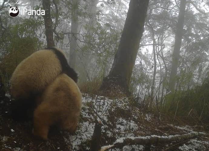 iPandaさんのインスタグラム写真 - (iPandaInstagram)「The Wolong National Nature Reserve has released rare images of an all-white, albino giant panda suspectedly mating and fighting with a regular black-and-white wild giant panda. The unusual scene was captured on an infrared camera in the reserve. Shi Xiaogang from the administration of the reserve believes they were probably mating as the physical fight happened during breeding season. 🐼 🐼 🐼 #Panda #iPanda #Cute #PandaNews #PandaPic  For more panda information, please check out: http://en.ipanda.com」5月29日 19時30分 - ipandachannel