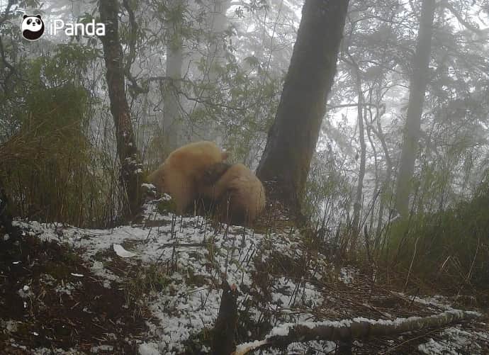 iPandaさんのインスタグラム写真 - (iPandaInstagram)「The Wolong National Nature Reserve has released rare images of an all-white, albino giant panda suspectedly mating and fighting with a regular black-and-white wild giant panda. The unusual scene was captured on an infrared camera in the reserve. Shi Xiaogang from the administration of the reserve believes they were probably mating as the physical fight happened during breeding season. 🐼 🐼 🐼 #Panda #iPanda #Cute #PandaNews #PandaPic  For more panda information, please check out: http://en.ipanda.com」5月29日 19時30分 - ipandachannel