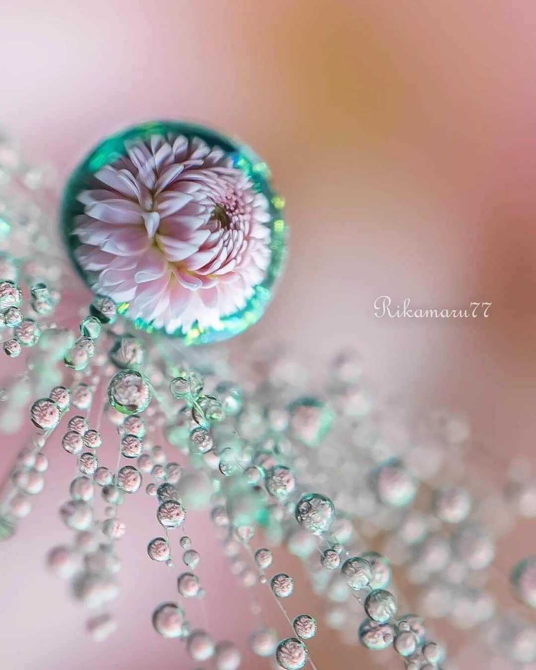 花の写真館のインスタグラム：「Photo by @rikamaru77. https://instagram.com/rikamaru77/ . Original Post[投稿いただいたURL] https://www.instagram.com/p/CdRS0TBPyY2/ . 本アカウントは、 #私の花の写真 をつけてInstagramに投稿された皆さまの花の写真や、「花の写真館」Facebookページで投稿された花の写真を紹介します。 「花の写真館」Facebookページは、「 @floral.photograph 」のプロフィールにあるURLからご覧ください。 . ※各種法令、マナー、関係者の指示に従った撮影をお願いします。 *Please ensure that your photography adheres to all relevant laws, etiquette, and instructions issued by authorized persons. ※本アカウントは東京カメラ部がFacebook、Instagramのサービスを利用して運営しているもので、Meta社・Instagramとは一切関係ありません。 . #花の写真館 #floralphotograph #floralphoto #flower #flowers Follow: @floral.photograph」