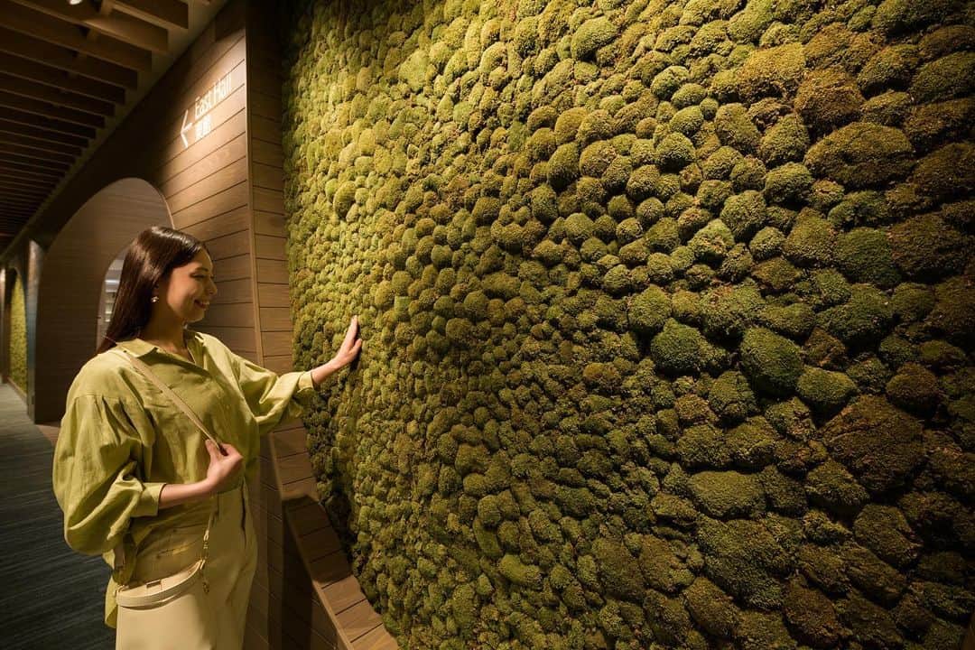 のインスタグラム：「. 本日は渓流-BASEにある 苔アートウォールについてご紹介します🌳✨  苔アートウォールは、全長8.5メートルの大きな設えをしており、 ホソバオキナゴケという本物の苔を使用しています🌿🔅  苔アートウォールは室内にあるため、いつでも好きな時に じっくりと苔の可愛らしい姿を観察することができます🔍  散策に出かける前の、ルーペの使い方を練習する際にも、ぜひご活用ください🧐💫  #hoshinoresorts　#oirasekeiryuhotel　#奥入瀬渓流ホテル　#星野リゾート　#奥入瀬渓流　#青森旅行　#oirase　#絶景ホテル　#国立公園　#リゾートホテル  #苔  #渓流BASE  #苔アートウォール」