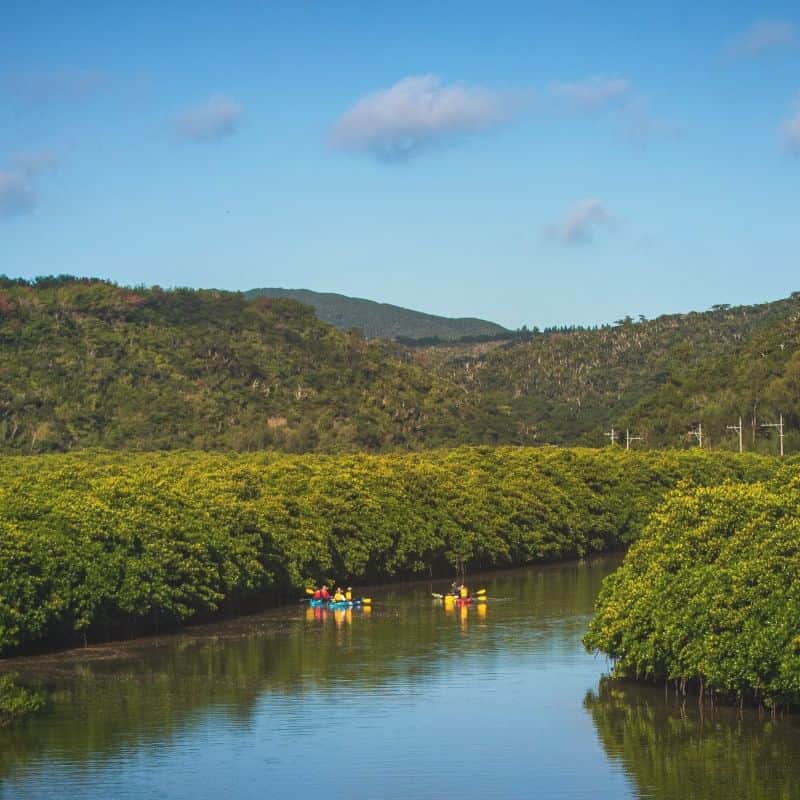 Be.okinawaさんのインスタグラム写真 - (Be.okinawaInstagram)「【Discovering Okinawa’s Subtropical Mangroves】 Okinawa’s mangroves create unique ecosystems that host biodiverse native fauna, providing a precious habitat for many migratory birds, fish, and crustaceans. Five families and seven species of mangroves grow here, including the hirugimodoki mangrove — a rare species that in Japan can only be seen in Okinawa, the furthest north they can inhabit.  Link in bio.   #japan #okinawatrip #visitokinawa #okinawajapan #discoverjapan #japantrip #japantravel #okinawa #okinawanature #explorejapan #mangrove #subtropical」5月29日 20時00分 - visitokinawajapan