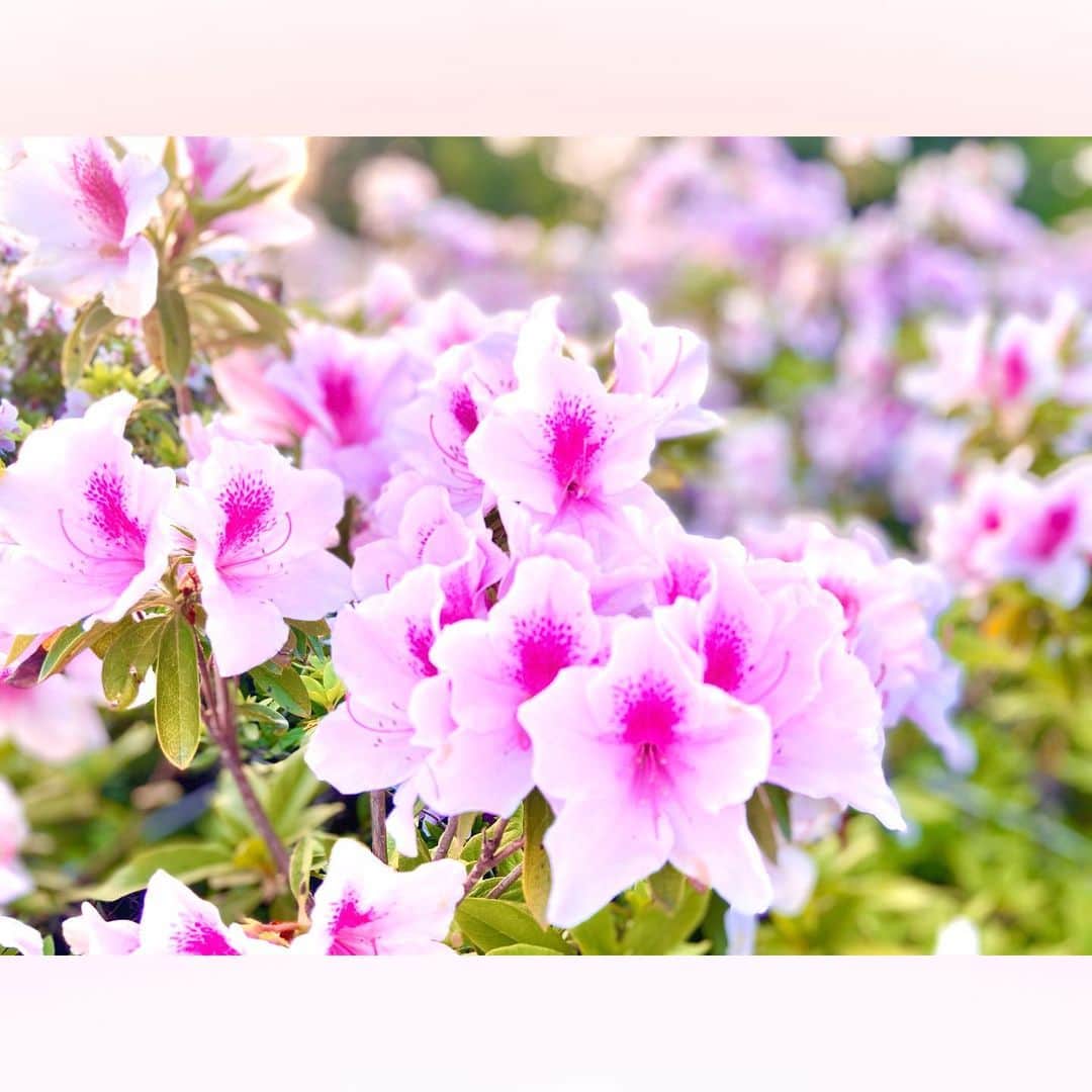 長柄ひろみさんのインスタグラム写真 - (長柄ひろみInstagram)「#Azalea 🌺  壁一面の躑躅🌺✨  2色になっているピンクの躑躅が可愛くて好き🥰💗  皆さんは何色の躑躅が好きですか😊？？   ｡・ﾟ・。✾｡・ﾟ・。✾｡・ﾟ・。✾｡・ﾟ・｡✾。・ﾟ・。  #ツツジ」5月29日 20時00分 - aoi_asahi