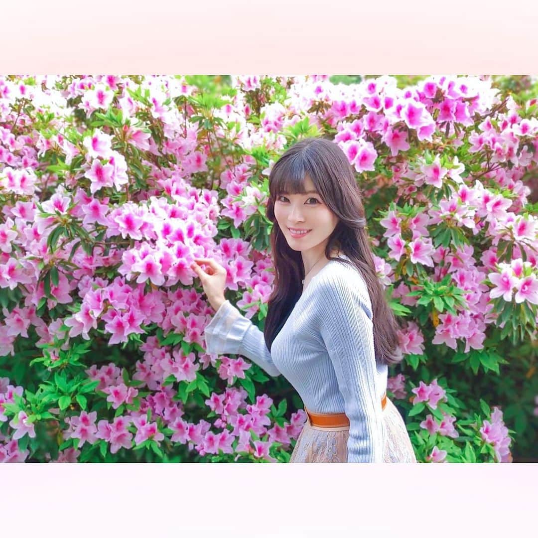 長柄ひろみさんのインスタグラム写真 - (長柄ひろみInstagram)「#Azalea 🌺  壁一面の躑躅🌺✨  2色になっているピンクの躑躅が可愛くて好き🥰💗  皆さんは何色の躑躅が好きですか😊？？   ｡・ﾟ・。✾｡・ﾟ・。✾｡・ﾟ・。✾｡・ﾟ・｡✾。・ﾟ・。  #ツツジ」5月29日 20時00分 - aoi_asahi