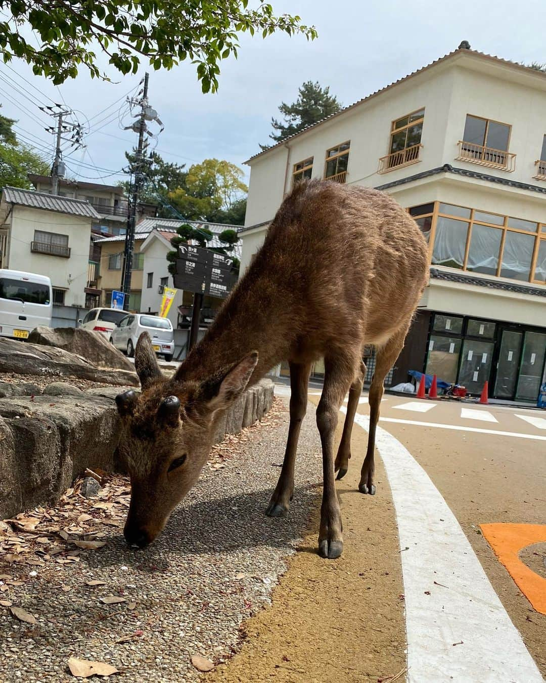 指出毬亜さんのインスタグラム写真 - (指出毬亜Instagram)「⛩」5月29日 20時05分 - mariasashide_