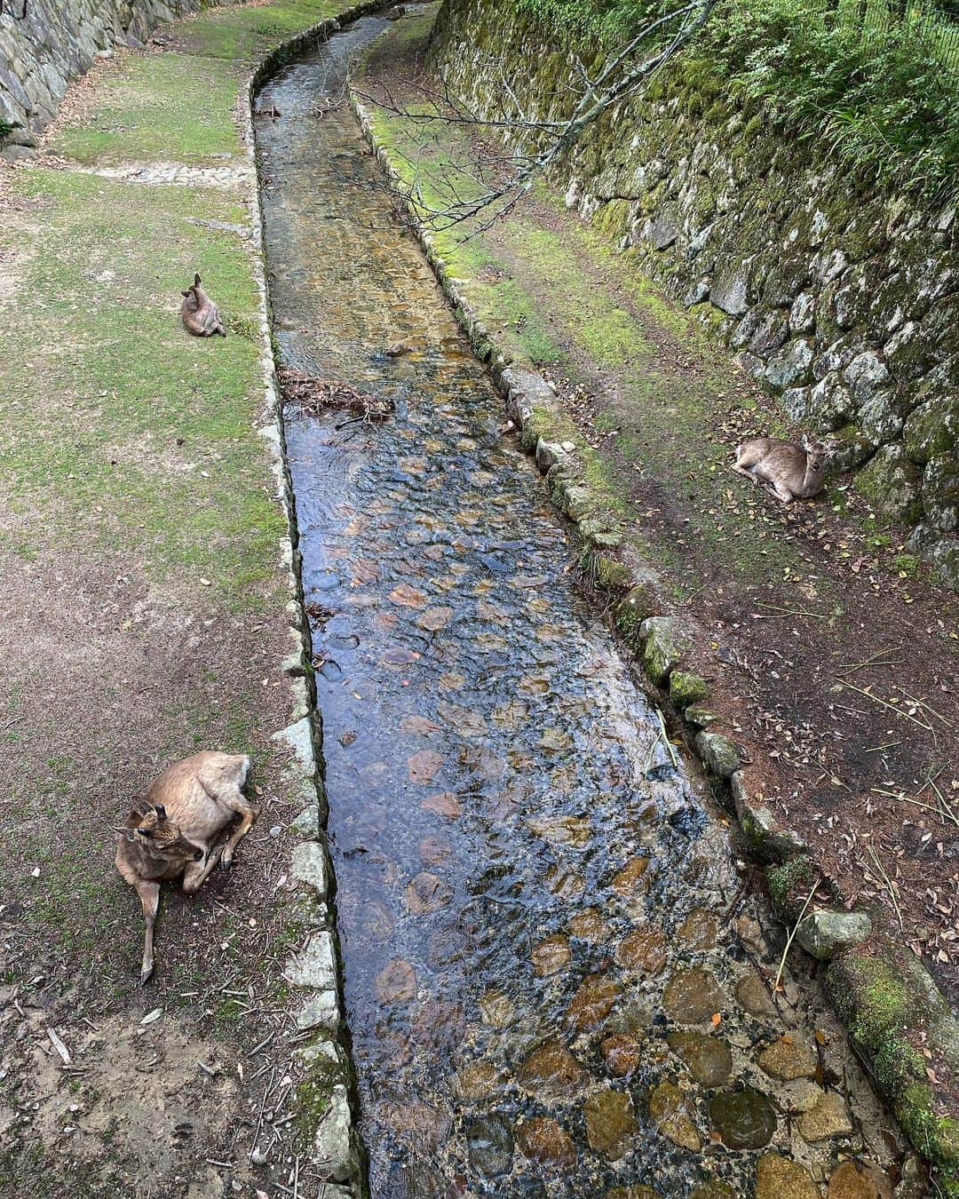 指出毬亜さんのインスタグラム写真 - (指出毬亜Instagram)「⛩」5月29日 20時05分 - mariasashide_