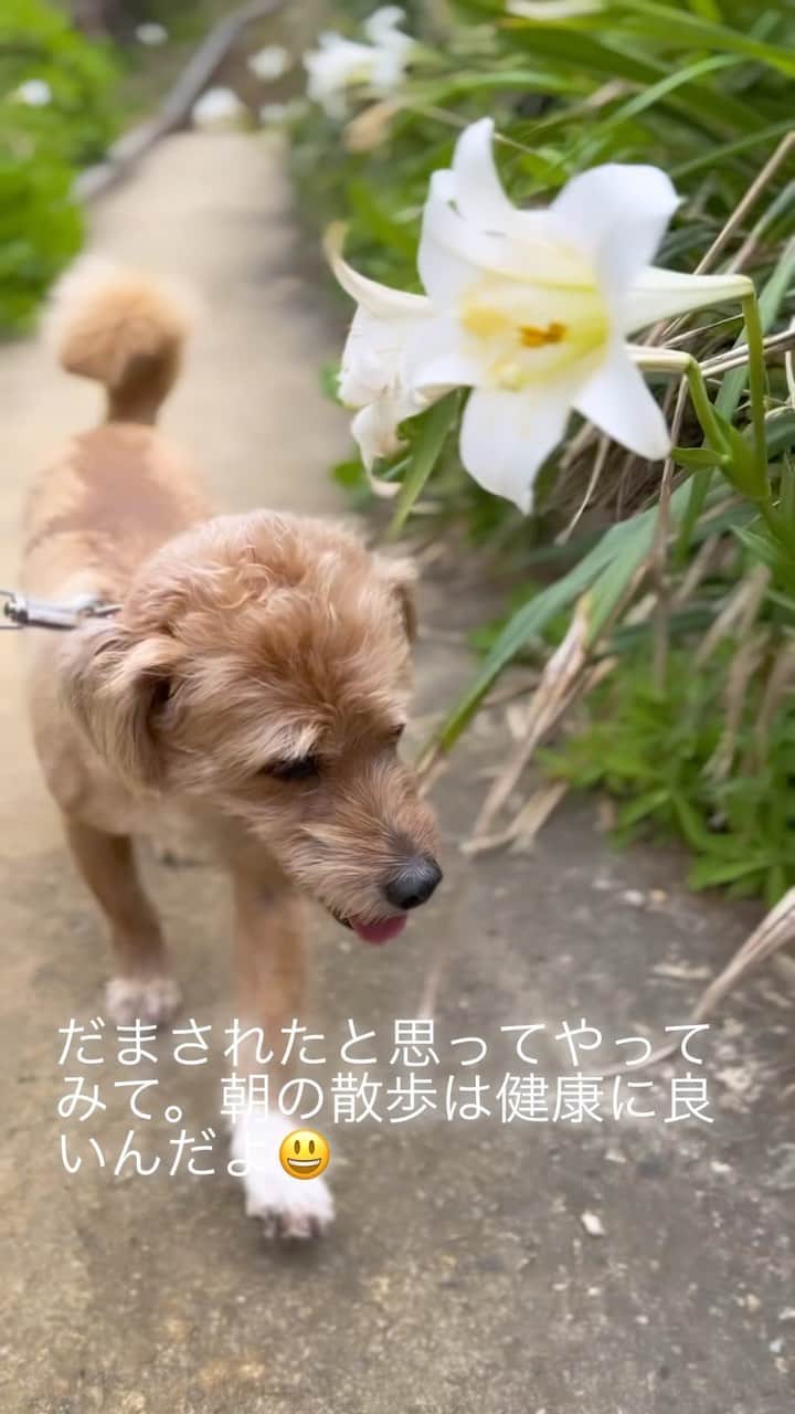 宮本亜門のインスタグラム：「ぼくの けんこうほう✨✨  #散歩のおかげで健康維持　#花や景色に新鮮な感動　#都会でも小さな自然に感動します　#保護犬　#ビート　#沖縄生まれ　 #宮本亞門　#犬のいる暮らし  #いぬのきもち #dogsofinstagram」