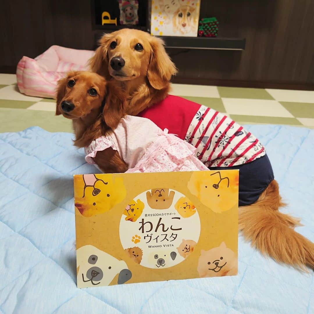 ピックさんのインスタグラム写真 - (ピックInstagram)「おはよう! 、 @wanko_vista  わんこヴィスタが 届いたよー🐶🐶 、 涙やけ 毛質 鼻色褪せ 体臭 口臭 腸内環境 、 ピク＆ピコは 涙やけ以外は実感して、わんこヴィスタの効果なのかなーって思ってるよー 、 継続することで実感するなー 、 ストーリーハイライトに URL載せてるので、そちらから、お試し６包や、定期コースなど、チェックしてね 、 #定期コース #犬のサプリ #わんこヴィスタ #酵素 #涙やけ #体質改善 #ダック部 #イッヌ #いぬバカ部 #pecoいぬ部 #peppyフォト部 #dachshundlove #doggy #dogstagram_japan #イヌスタグラム #いぬすたぐらむ #たんそく部 #いぬのいる暮らし #犬の居る生活 #miniaturedachshund #犬 #dog #todayswanko #pecoいぬ部 #わんわん小学校 #lovedogs #犬好きな人と繋がりたい」5月30日 6時00分 - pick09040904