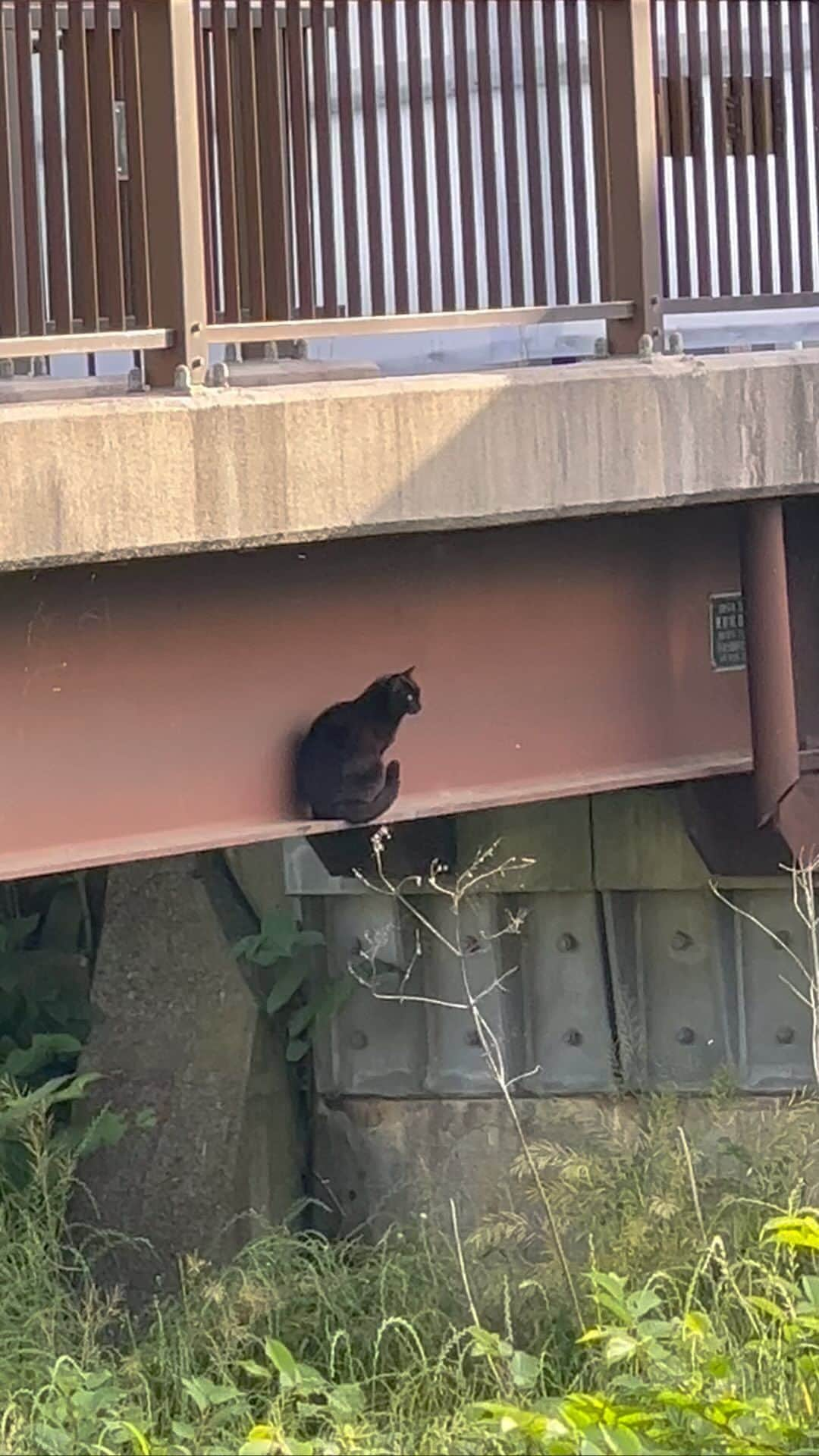 Isseki Nagaeのインスタグラム：「😱️  朝の散歩 #cats #walking #jogging #mytown」