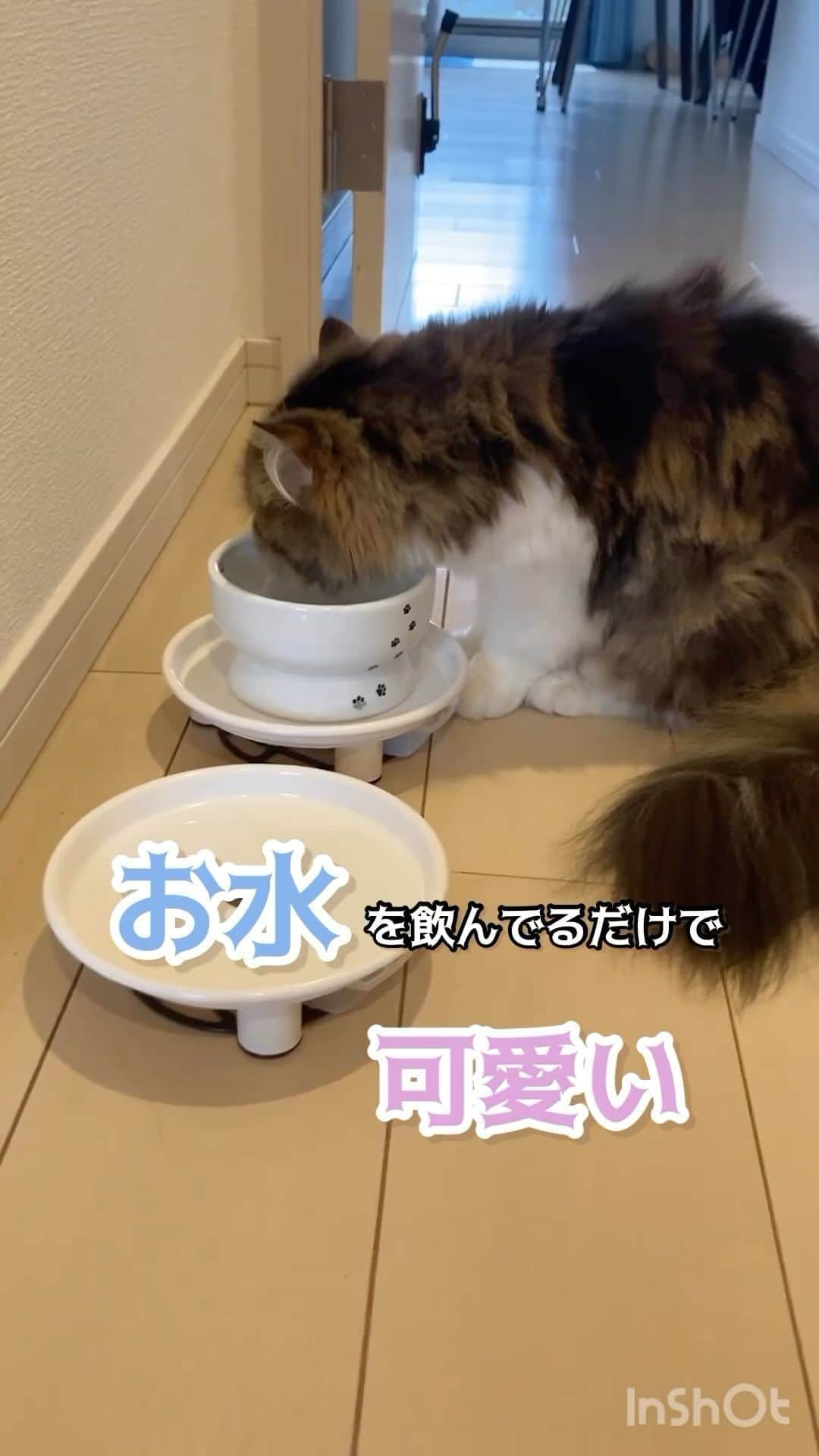 猫壱（ねこいち•ネコイチ）のインスタグラム：「しっかり水分補給👍✨ ねこがお水を飲む姿を見るだけで、幸せです❤︎  @ayaka06040901 さん お写真をありがとうございました😊 お写真の商品はハッピーダイニング　脚付ウォーターボウルでした🐈  :::::::::猫壱 :::::::   猫壱商品を使ってくれている写真や動画に【猫壱写真館】のハッシュタグをつけてポストしてください✨  猫壱SNSなどでリポスト・紹介されるかも？！  猫壱HPにも掲載されるチャンスも🥺  ぜひ皆さんハッシュタグをつけてポストしてくださいね🥺    @necoichicojp のハイライトから応募要項をチェックして是非ご応募くださいね❤   Reproduction is  prohibited.  ...........................................................................  #猫壱写真館  #猫壱 #necoichi #猫好きさんとつながりたい  ...........................................................................」