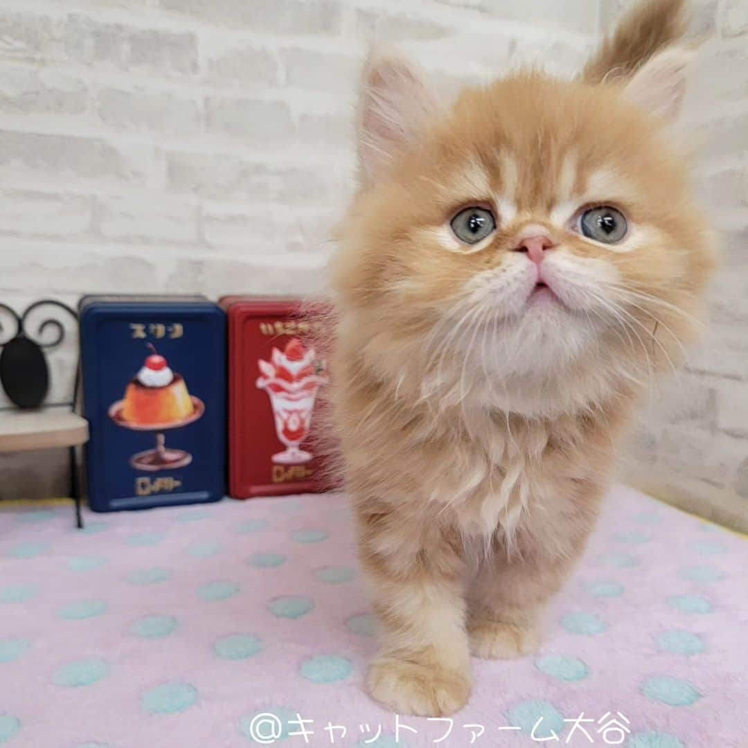 マンチカン(munchkin)キャットファーム大谷さんのインスタグラム写真 - (マンチカン(munchkin)キャットファーム大谷Instagram)「Iさまご契約にゃんこちゃん❤️ ﾟ+*:;;:*　*:;;:*+ﾟ　ﾟ+*:;;:*　*:;;:*+ﾟ  お店は、月・木曜日が定休日です。 現在、完全予約制になっておりますので ご来店される際はお店へお電話かメールにてご連絡くださいませ🙇‍♀️  お待ちしております🎵  ﾟ+*:;;:*　*:;;:*+ﾟ　ﾟ+*:;;:*　*:;;:*+ﾟ #キャットファーム大谷#まんちかん#マンチカン#ネコ#こねこ#にゃんこ#猫ちゃん#ねこ部#ニャンスタグラム#猫#ねこ#子猫#モフモフ#モフモフねこ#ミヌエット#短足#ねこすたぐらむ#愛猫#かわいい#ふわもこ部#猫のいる暮らし#マンチカンブリーダー#ミヌエットブリーダー#cat#catsgram #catsofinstagram#instacat#picneko」5月29日 22時12分 - roytar222