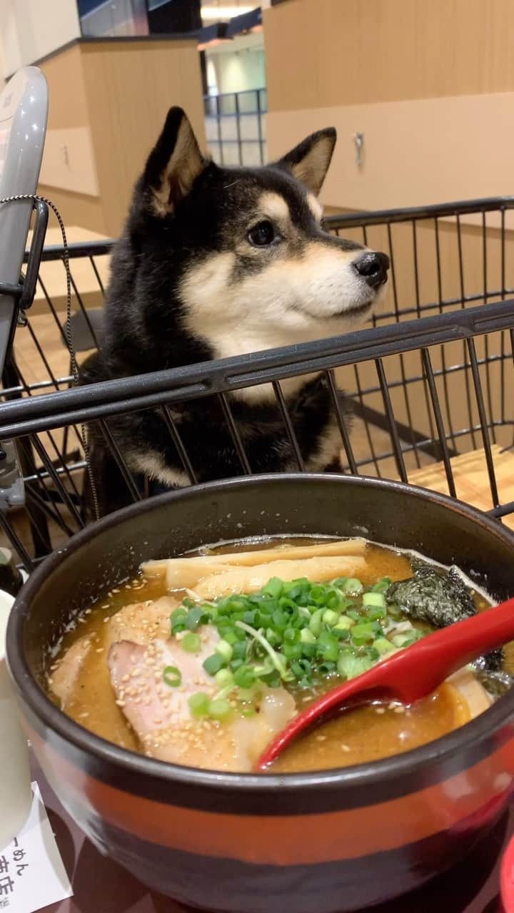吾子のインスタグラム：「・ ・ ・ ・ ・ ラーメン🍜なんともお肉のいい匂い🍜 ・ 骨から出汁取ってるワンか❗️🐶❤️ ・ 豚骨鶏ガラジュース🥤飲みたいワン🐶 ・ ・ ・ ・ ・ ・ ・ ・ ・ ・ ・ ・ ・ ・ ・ ・ ・ ・ ・ #ジュースじゃなくスープね🤷🏻‍♀️ #吉山商店 #sapporo  ・ 北海道の柴犬 #柴北会 の皆ワン🐶あったかくなってきたねー ・ #adorable #instadog#shibainu#dog#柴犬ライフ #instashiba#柴犬マニア #9gag #barked #kuroshiba#socute #cutedog#いぬのきもち #黒柴 #dogstagram_japan」