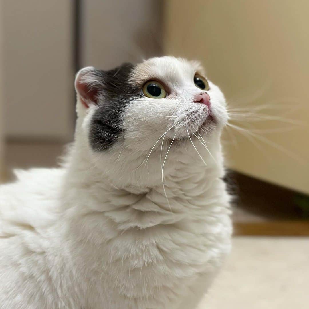 のインスタグラム：「むーたん にゃん生 7年目 はじめて 下痢をしました💩  自分の下痢に 驚いていました👀  とっても心配だけど 本にゃん ケロっと 元気にしています。  明日 調子悪かったら 病院ね💦  🐱むぎ #心配事が絶えません #スコティッシュフォールド #scottishfold  #ねこのいる生活  #catlife」