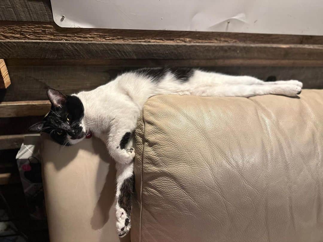 ヒロシさんのインスタグラム写真 - (ヒロシInstagram)「ソファーの形に沿って寝てもいいじゃない。  猫だもの。  あつを」5月29日 22時50分 - hiroshidesu.official
