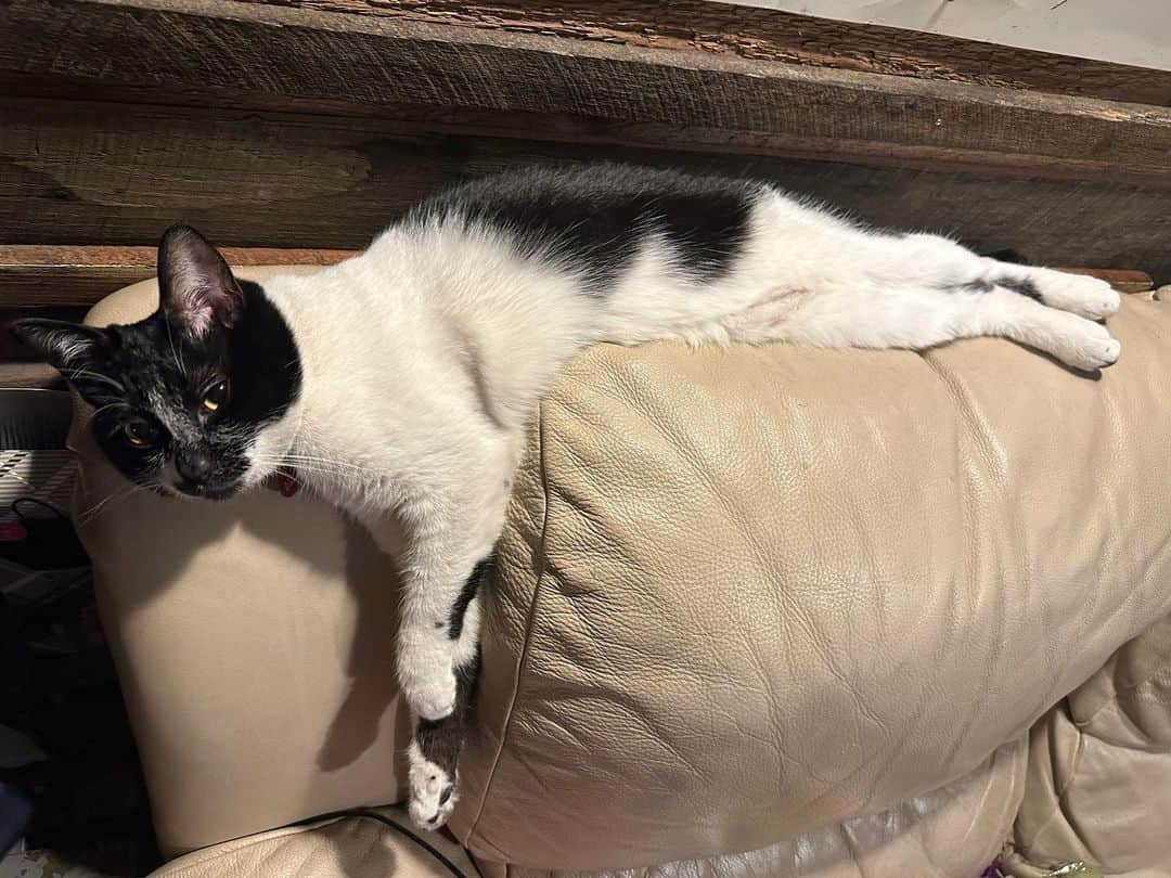 ヒロシさんのインスタグラム写真 - (ヒロシInstagram)「ソファーの形に沿って寝てもいいじゃない。  猫だもの。  あつを」5月29日 22時50分 - hiroshidesu.official