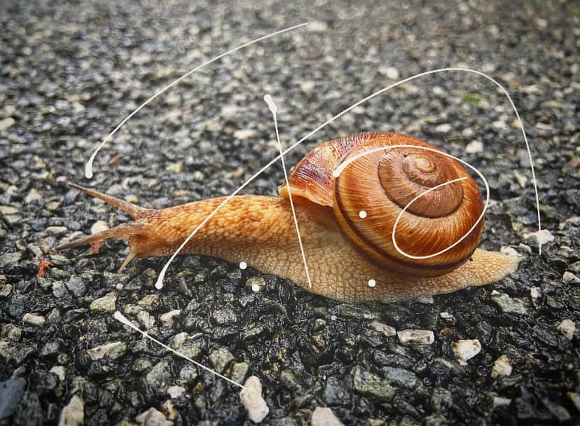 加藤万里奈のインスタグラム：「大きなカタツムリ🐌がいたよ！  つんつんつん！」