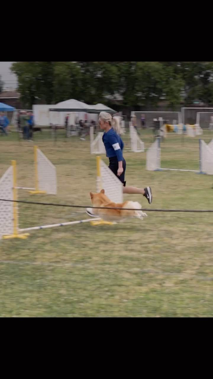 Geordi La Corgiのインスタグラム：「Right after we showed in the Best of Breed ring this weekend (hence my outfit lol), we made our way across the field to run agility. And something incredible happened... Geordi got a Q (qualifying score) in Open Jumpers!!! 😱   This is a HUGE accomplishment for us – his last JWW Q was in 2017, before his shoulder surgery. Even after I lowered his jump height to 4”, he kept knocking bars (immediate disqualification) and I seriously considered retiring him, especially since he’s turning 10 soon. 🥺  Well, I sure am glad I didn’t retire him just yet. He’s slowed down a lot due to his age and injury, but it’s still obvious how much he loves this sport. Very proud of this little old man, and it makes me so happy to see HIM so happy!   (I thought this song was appropriate since handling Geordi in agility always makes me feel frantic 🤣🤣)」