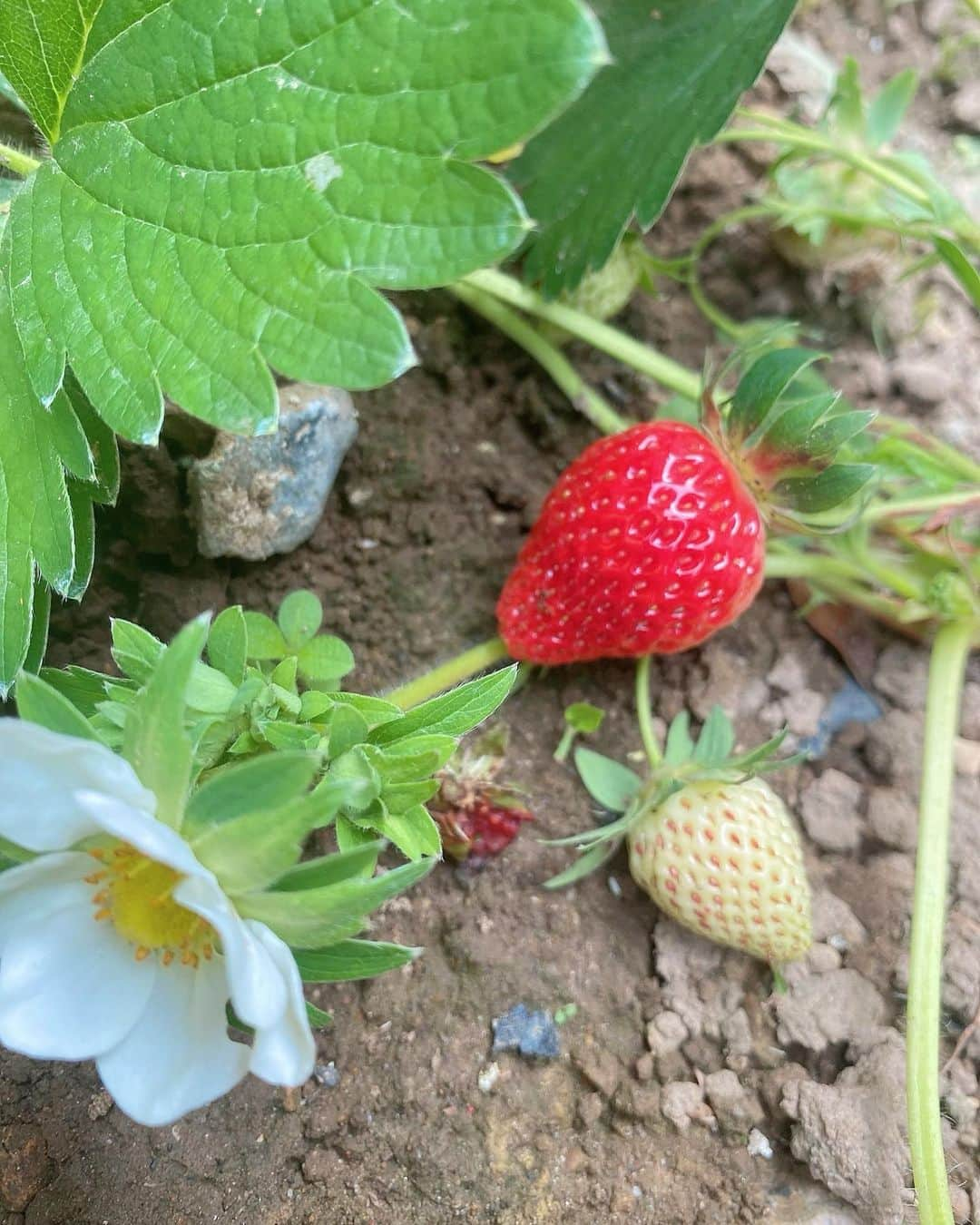 横山天音さんのインスタグラム写真 - (横山天音Instagram)「実家の家庭菜園、横山農園でいちごがたくさんできました🍓☺️ お母さんお父さんが大切に育てた、めちゃうまいちご🍓  日にあたらないと、いちごも赤くならないんだ😳🍓  #家庭菜園 #家庭菜園記録  #いちご狩り#いちご農園#いちご#イチゴ #strawberrypicking#strawberry#love#instagood#photooftheday#photography#happy #follow#like4like#travel #instagram」5月30日 0時28分 - amagon5546