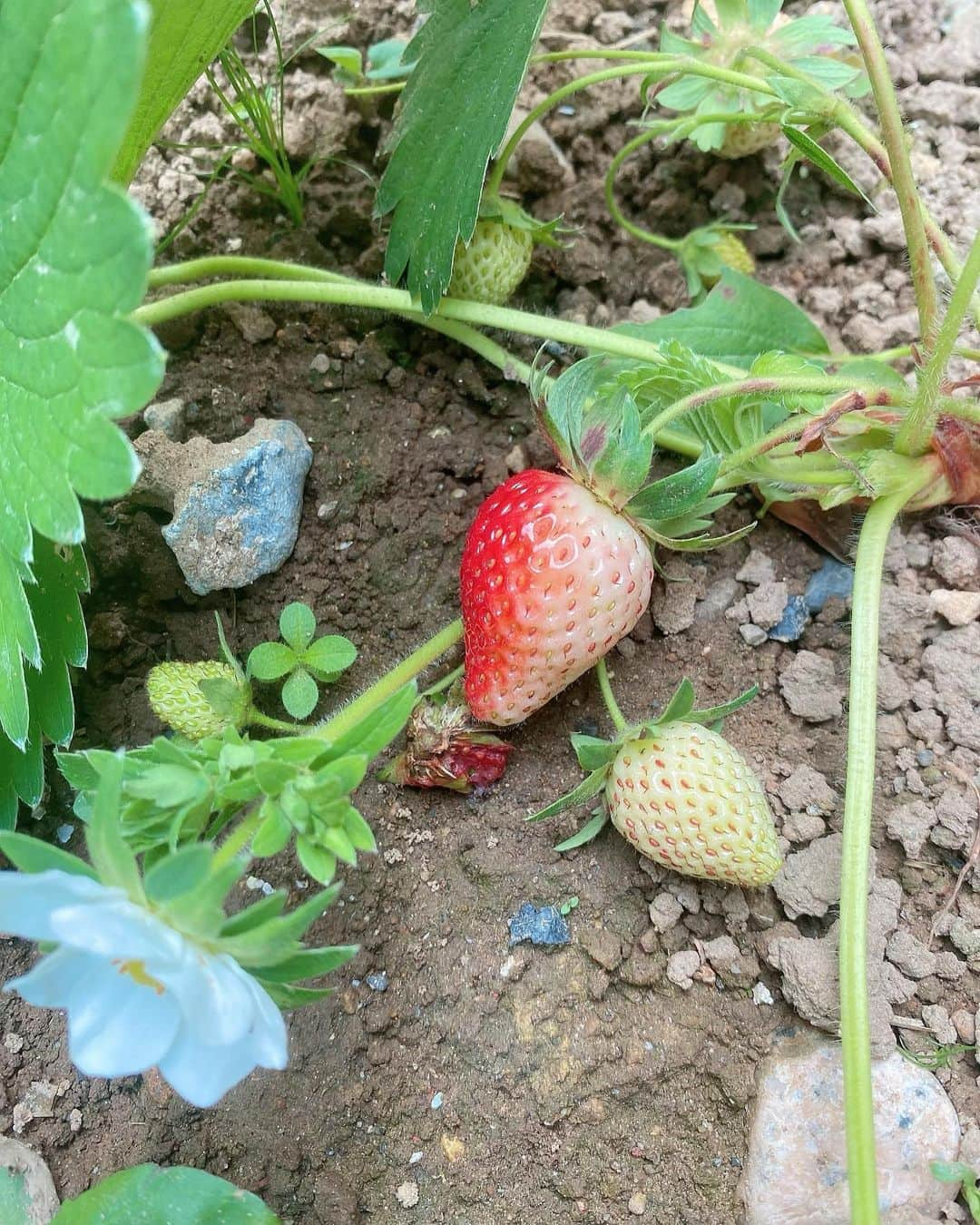 横山天音さんのインスタグラム写真 - (横山天音Instagram)「実家の家庭菜園、横山農園でいちごがたくさんできました🍓☺️ お母さんお父さんが大切に育てた、めちゃうまいちご🍓  日にあたらないと、いちごも赤くならないんだ😳🍓  #家庭菜園 #家庭菜園記録  #いちご狩り#いちご農園#いちご#イチゴ #strawberrypicking#strawberry#love#instagood#photooftheday#photography#happy #follow#like4like#travel #instagram」5月30日 0時28分 - amagon5546