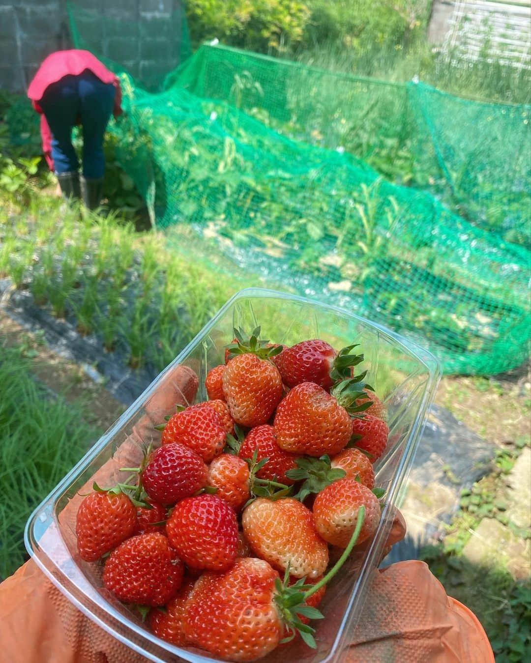 横山天音さんのインスタグラム写真 - (横山天音Instagram)「実家の家庭菜園、横山農園でいちごがたくさんできました🍓☺️ お母さんお父さんが大切に育てた、めちゃうまいちご🍓  日にあたらないと、いちごも赤くならないんだ😳🍓  #家庭菜園 #家庭菜園記録  #いちご狩り#いちご農園#いちご#イチゴ #strawberrypicking#strawberry#love#instagood#photooftheday#photography#happy #follow#like4like#travel #instagram」5月30日 0時28分 - amagon5546