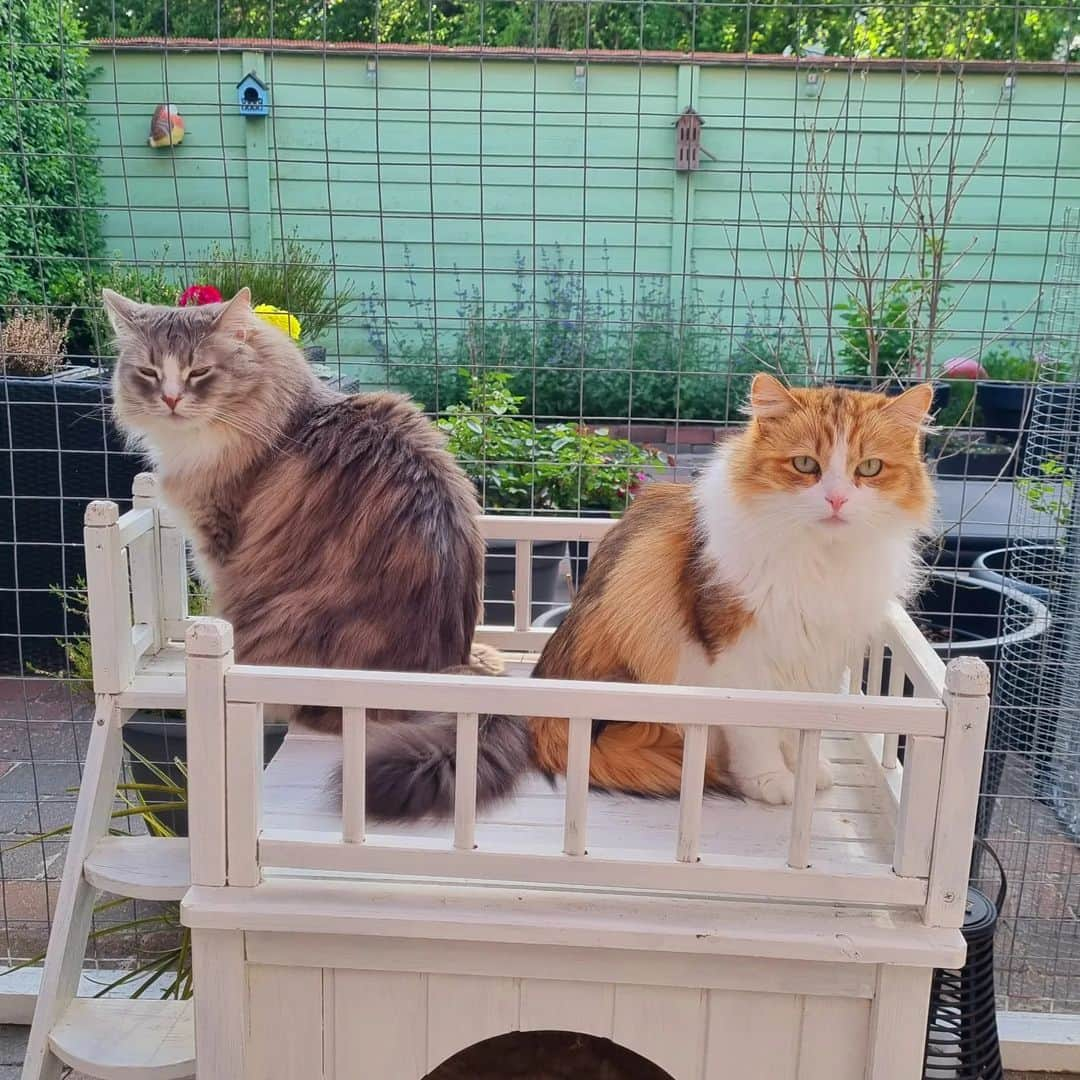 Nila & Miloさんのインスタグラム写真 - (Nila & MiloInstagram)「When you're not on speaking terms, but still have to share a house. 😂😂 #kidding #bff #siberiancatsofinstagram」5月30日 1時10分 - nilamilo