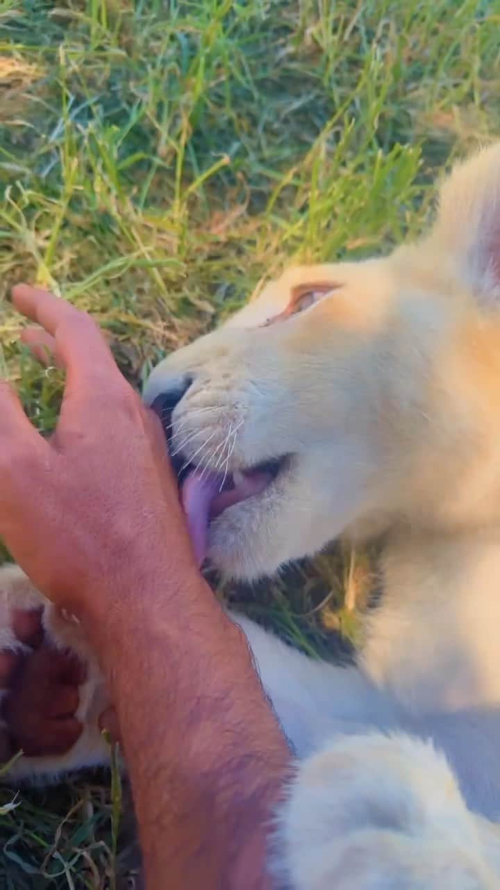 سعودのインスタグラム：「This is how he show his #love」
