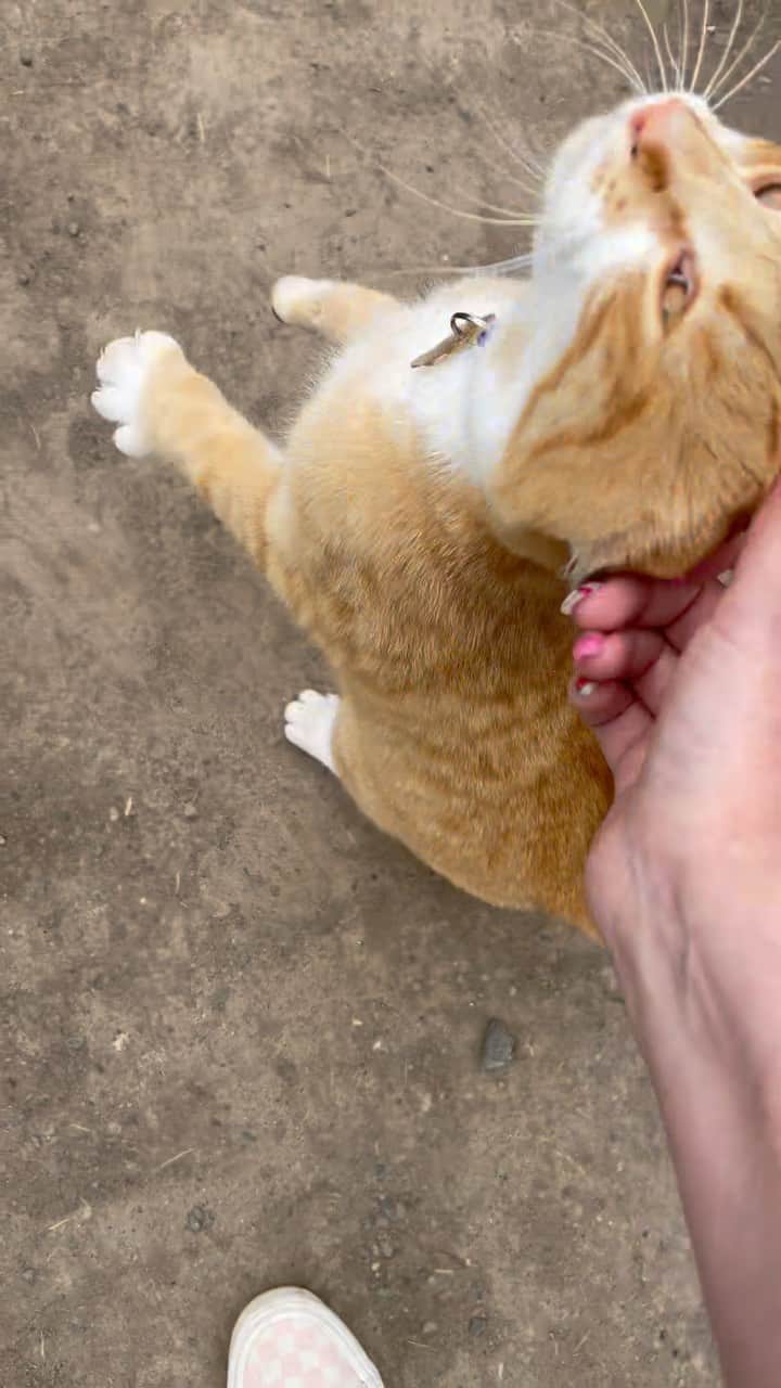 The Cats Of Instagramのインスタグラム：「The best greeting at @horselakegardencentre」